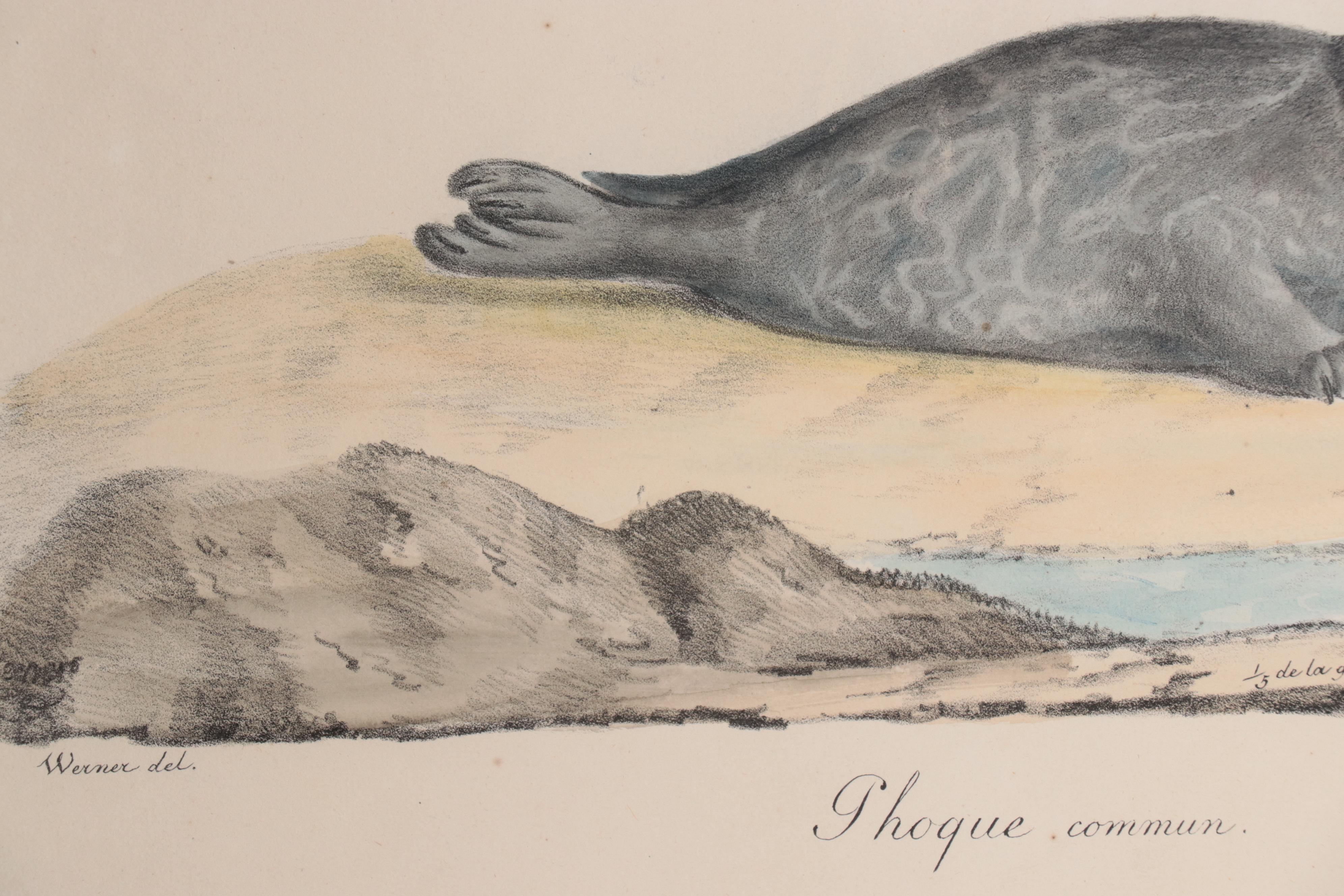 Hand-Colored Lithograph After Jean Charles Werner "Phoque"