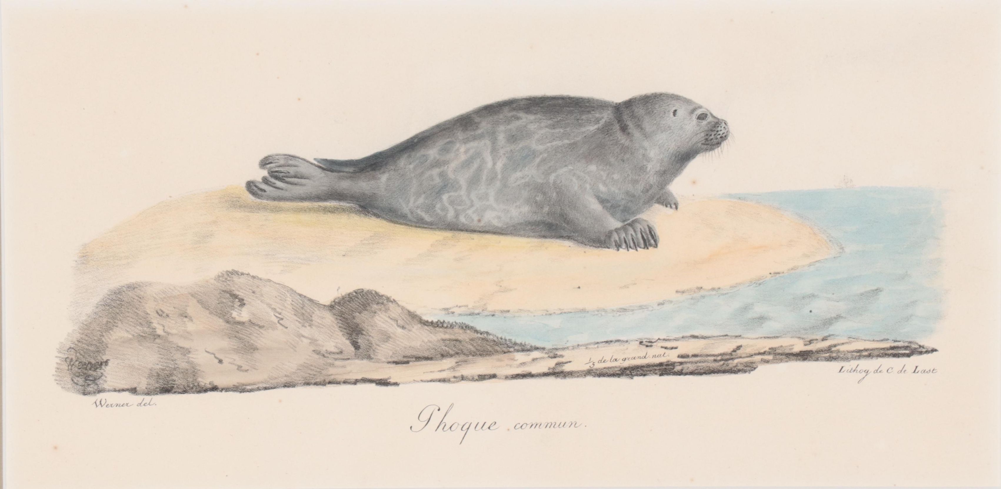 Hand-Colored Lithograph After Jean Charles Werner "Phoque"