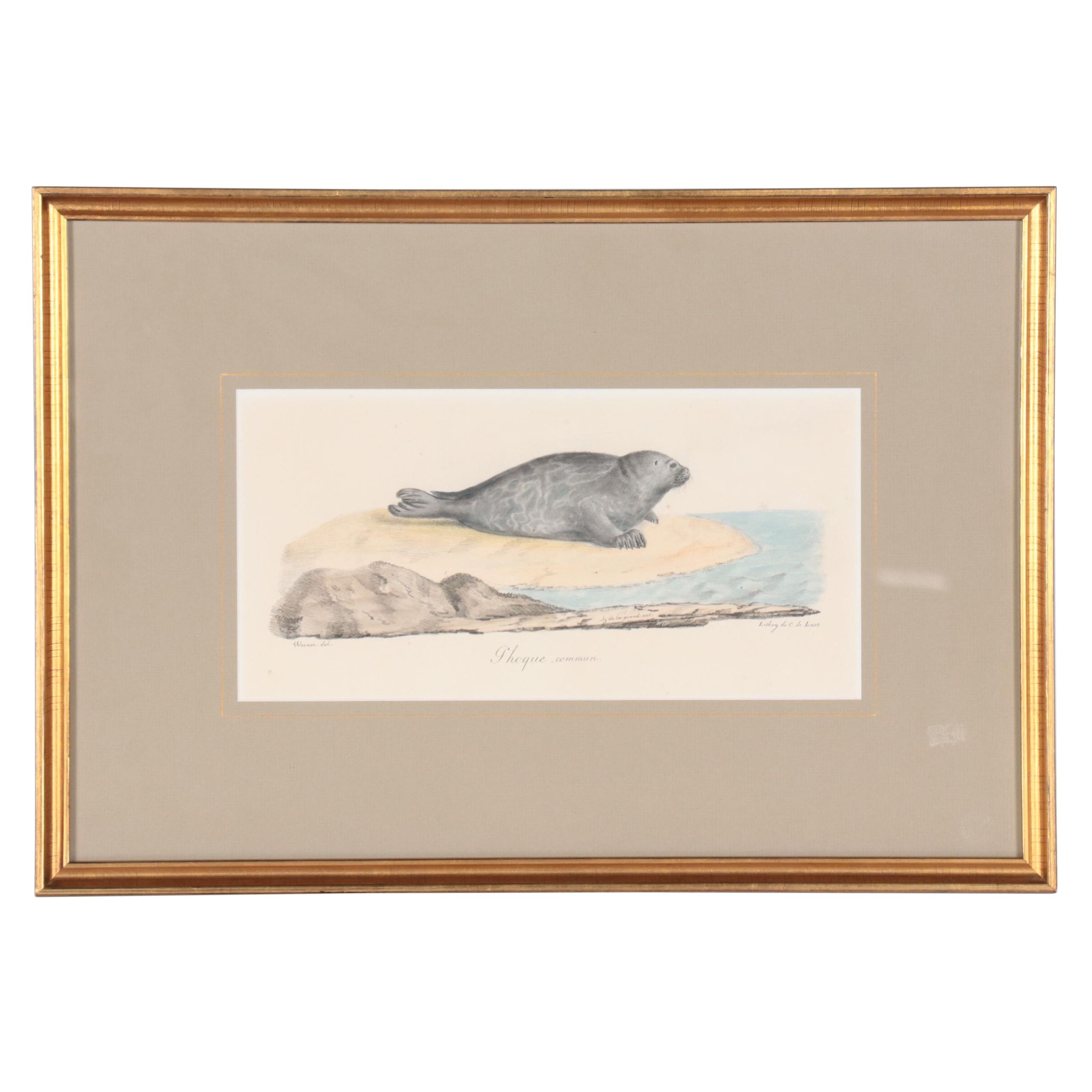Hand-Colored Lithograph After Jean Charles Werner "Phoque"