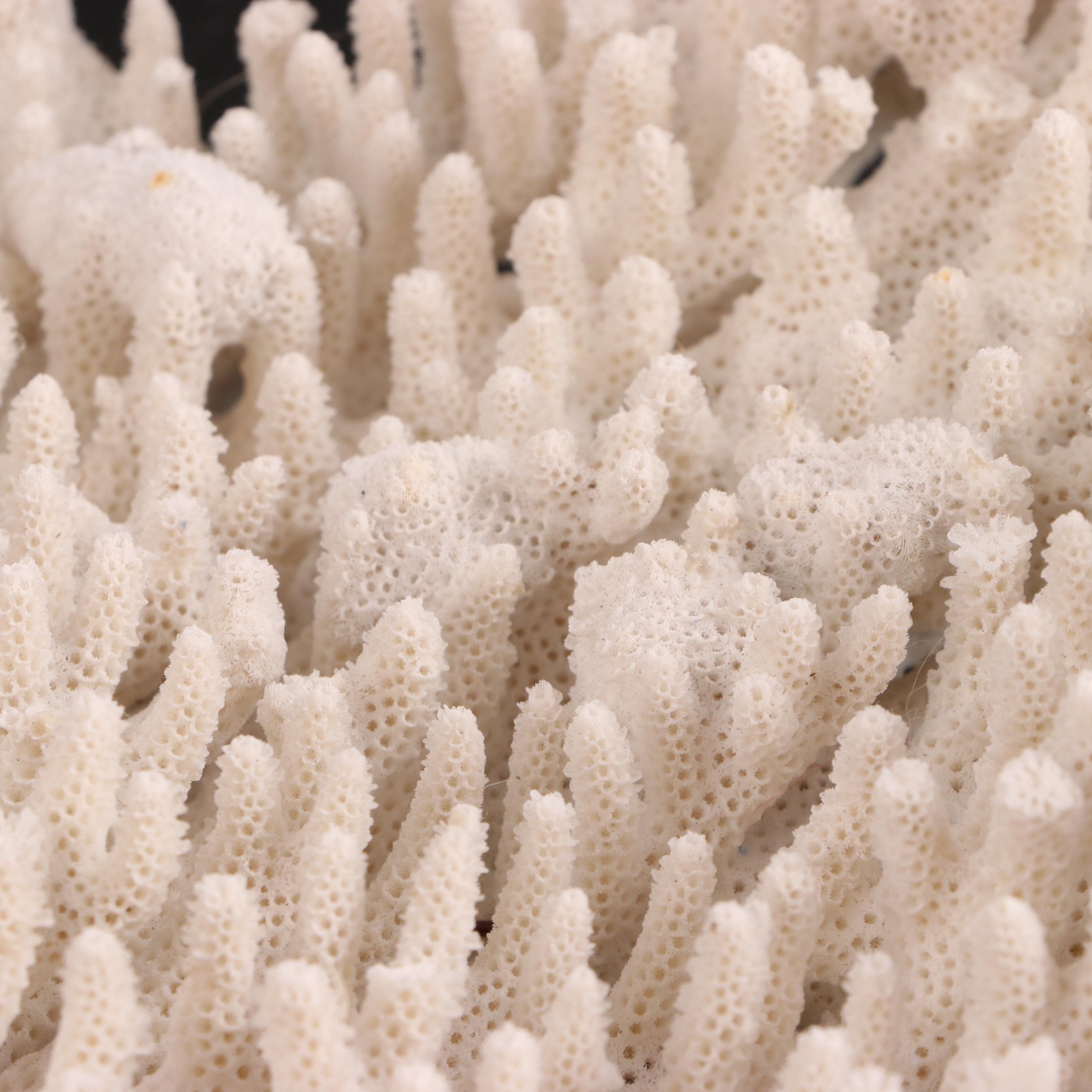 Fossil Scleractinian Acropora Stoney Coral Specimen