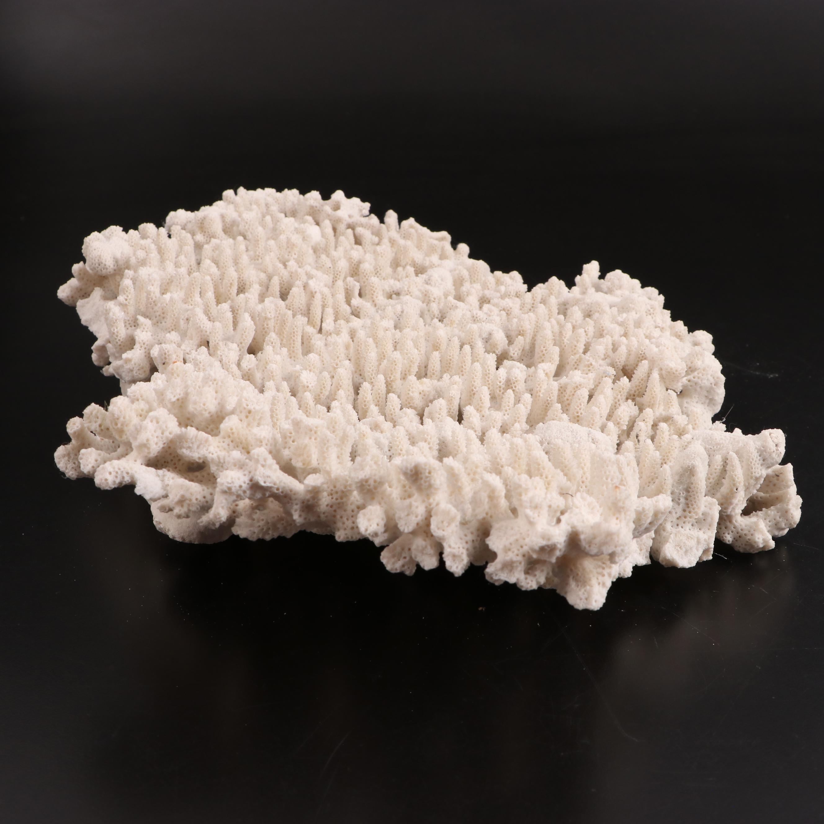 Fossil Scleractinian Acropora Stoney Coral Specimen