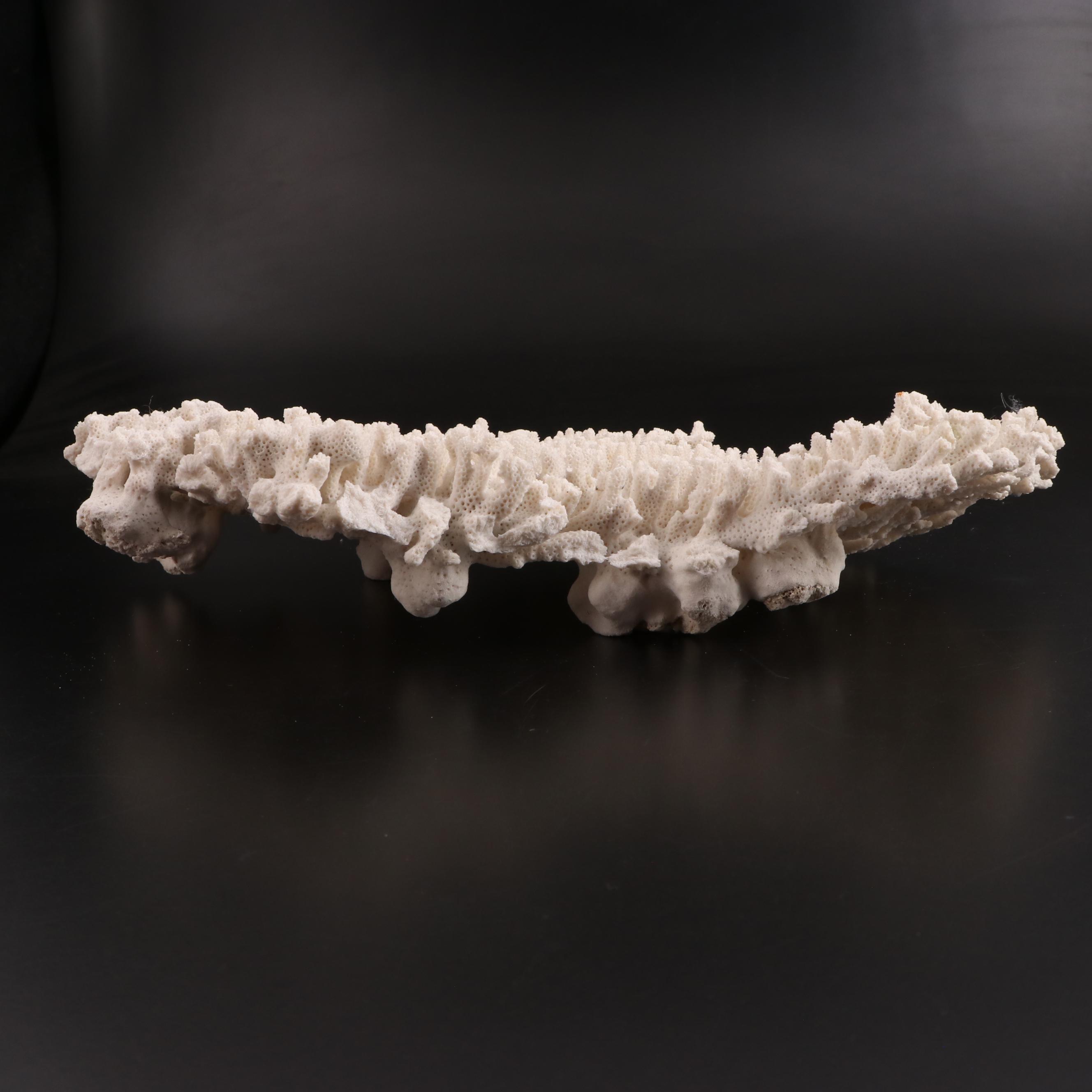 Fossil Scleractinian Acropora Stoney Coral Specimen