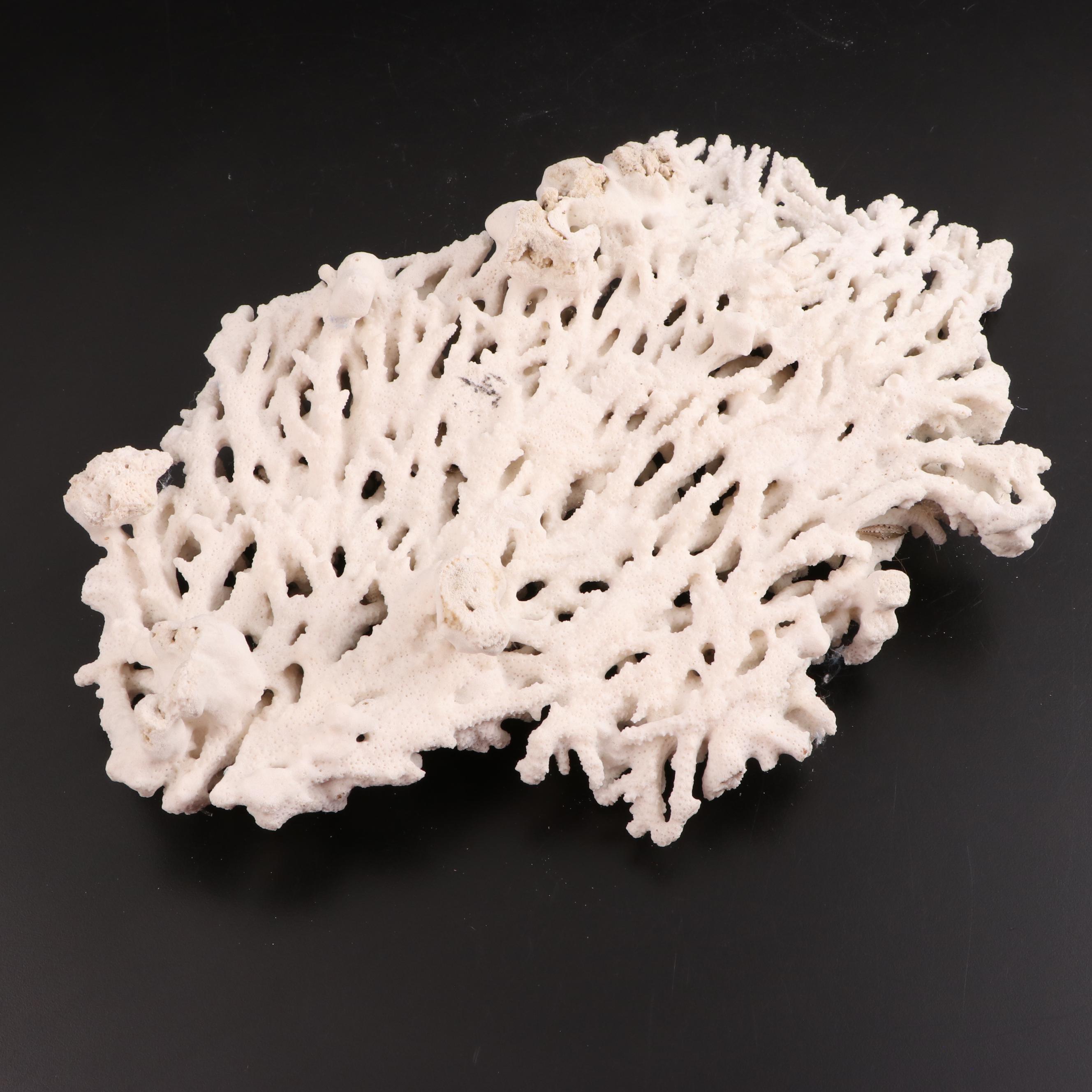 Fossil Scleractinian Acropora Stoney Coral Specimen