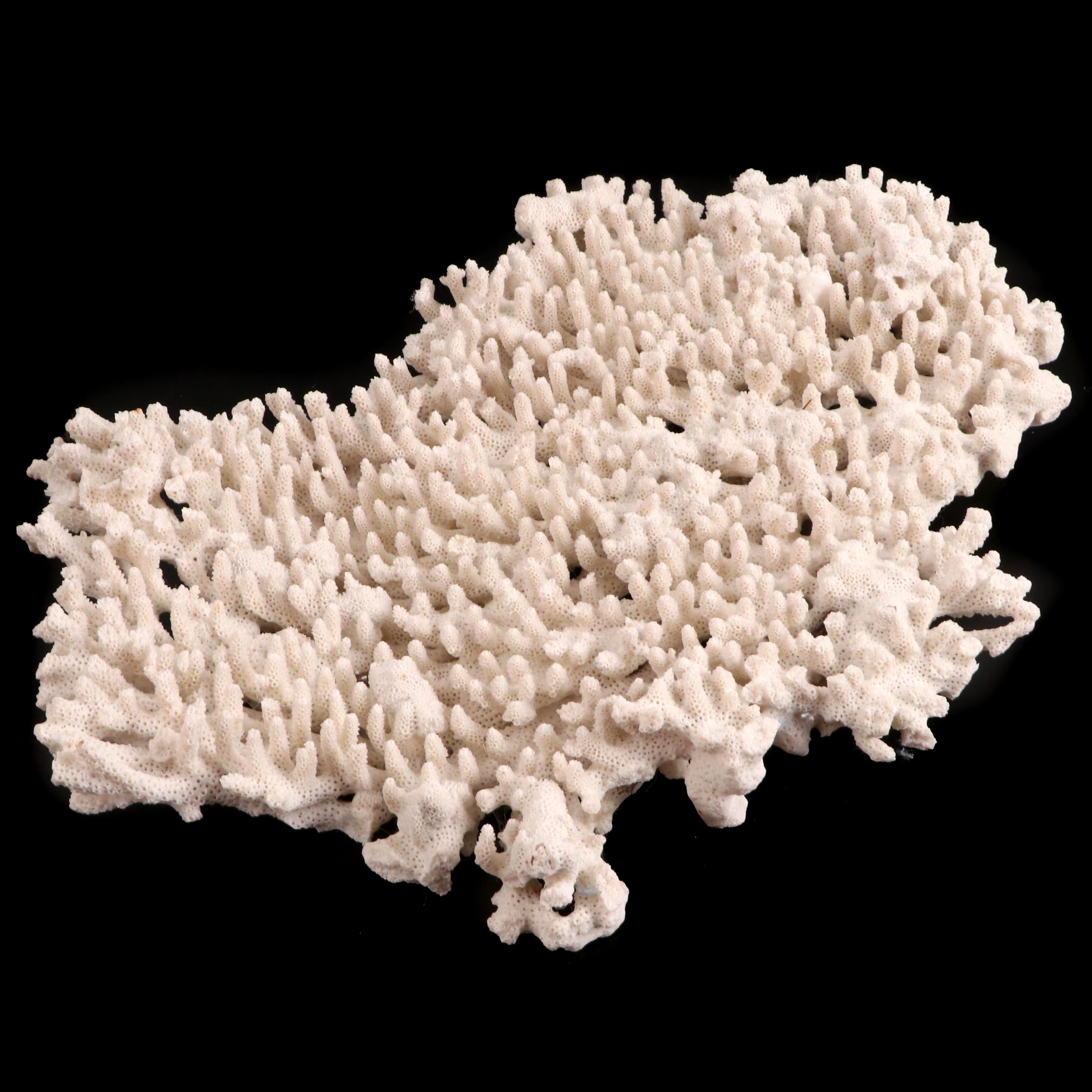 Fossil Scleractinian Acropora Stoney Coral Specimen