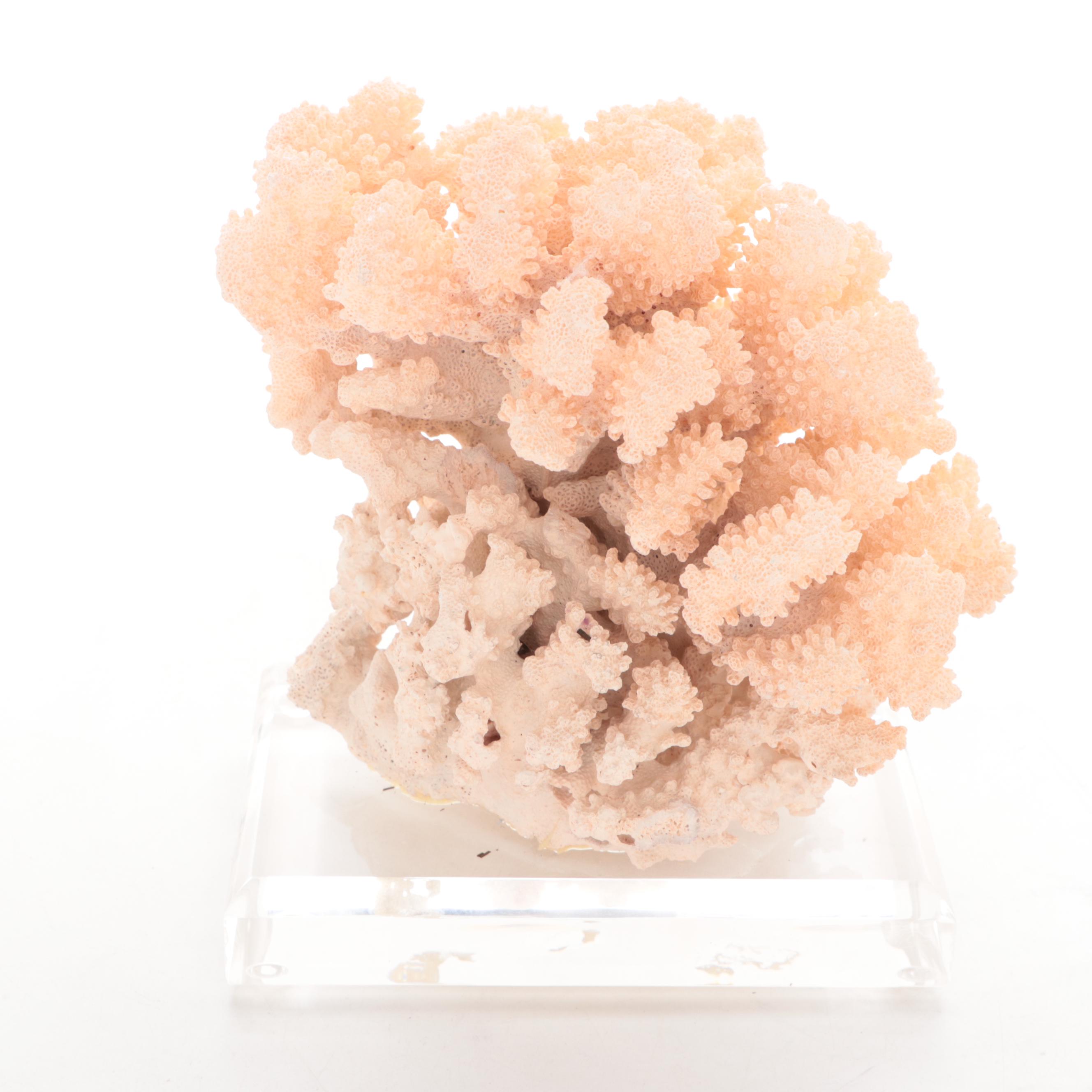 Scleractinian Branching Finger Coral Specimen on Acrylic Stand