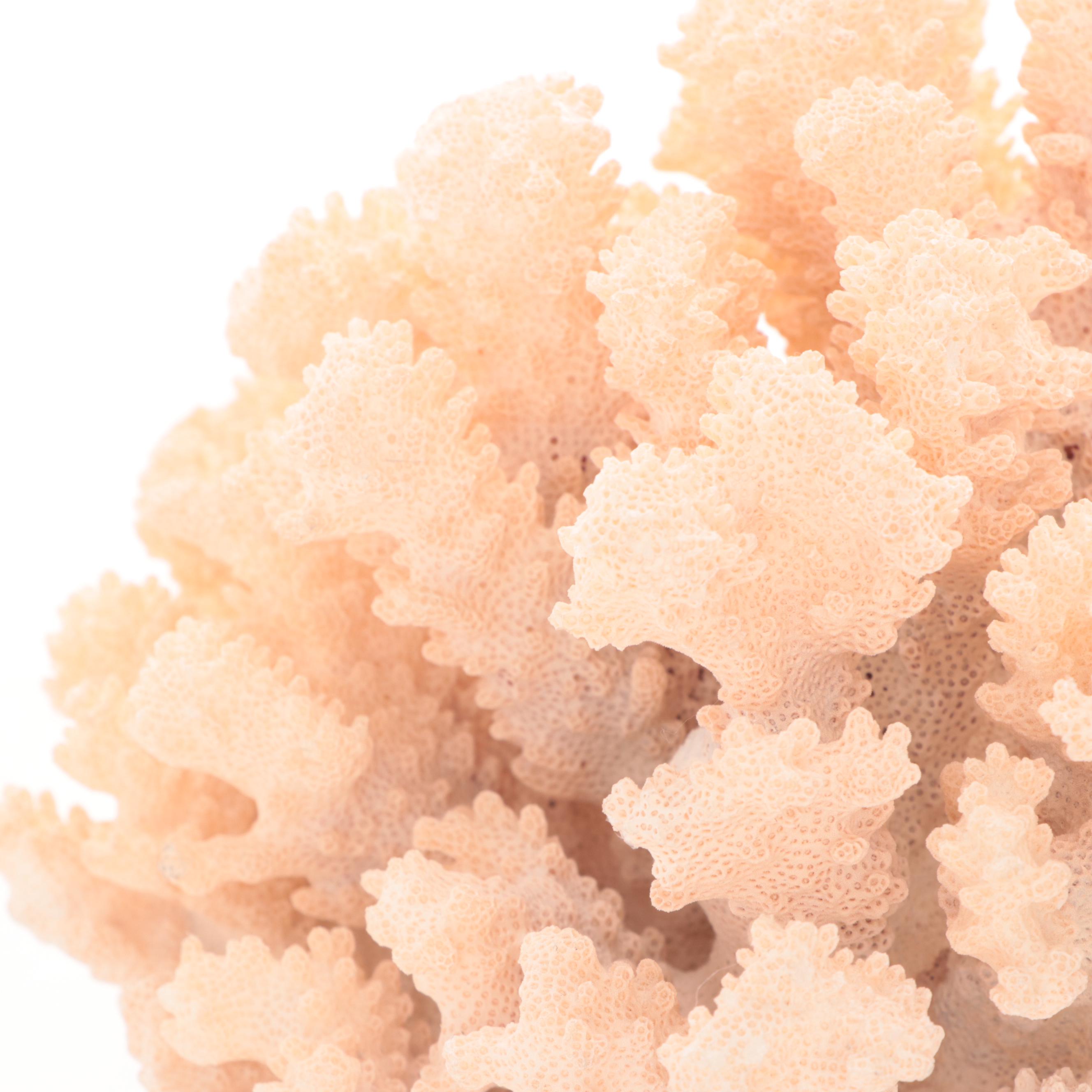 Scleractinian Branching Finger Coral Specimen on Acrylic Stand