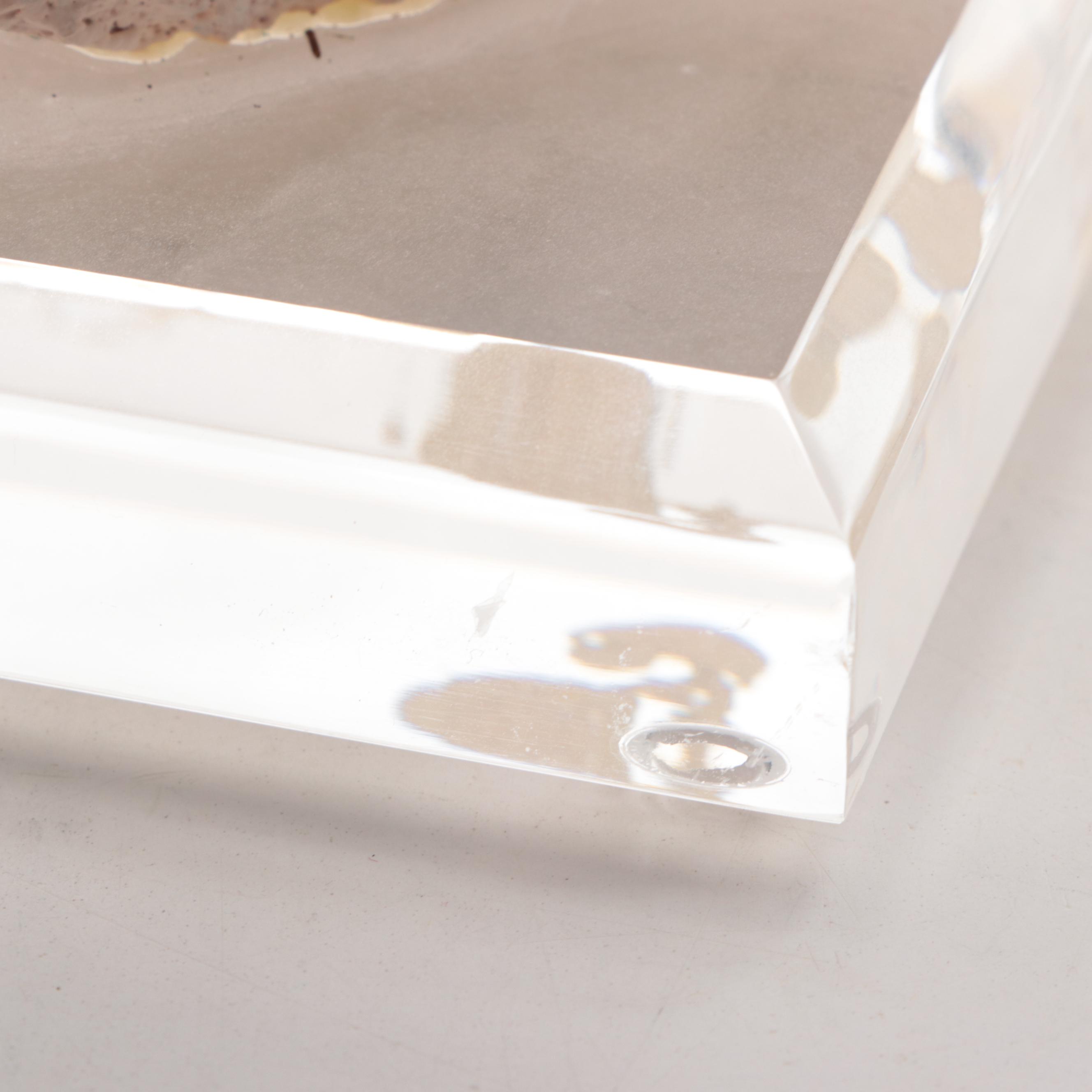 Scleractinian Branching Finger Coral Specimen on Acrylic Stand