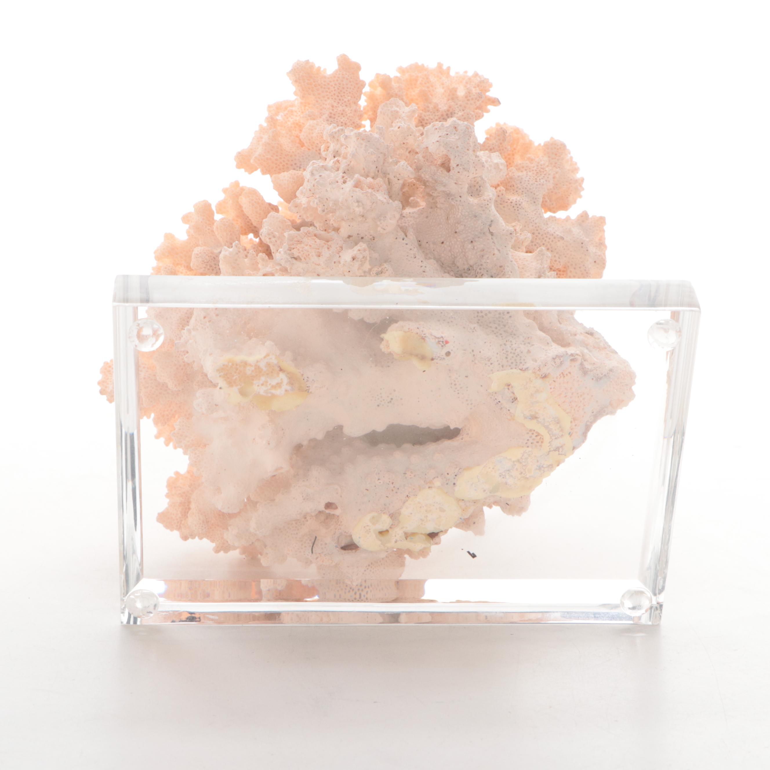 Scleractinian Branching Finger Coral Specimen on Acrylic Stand