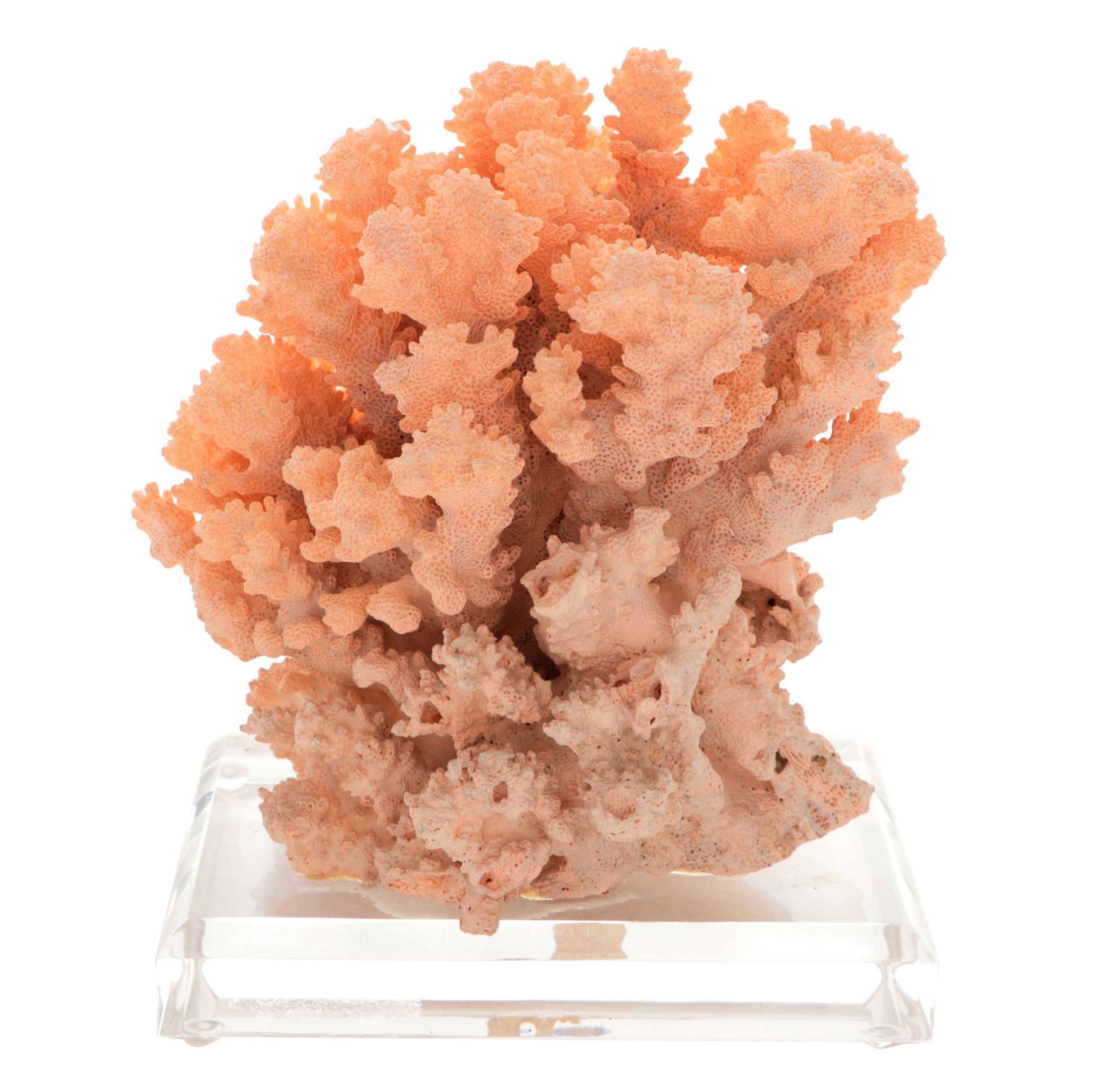 Scleractinian Branching Finger Coral Specimen on Acrylic Stand
