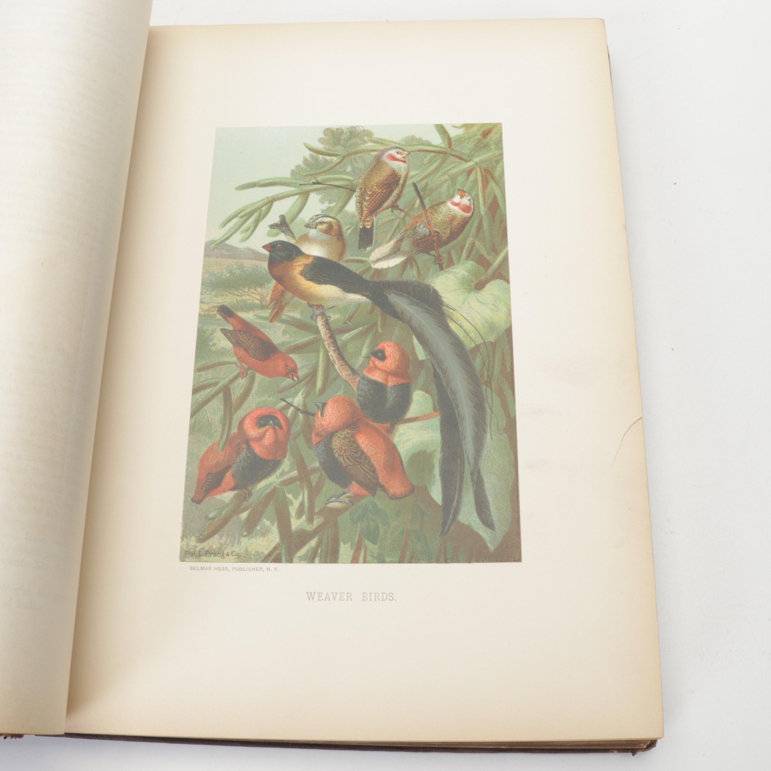 Illustrated "Animate Creation" Vol. IV by Rev. John George Wood, 1898