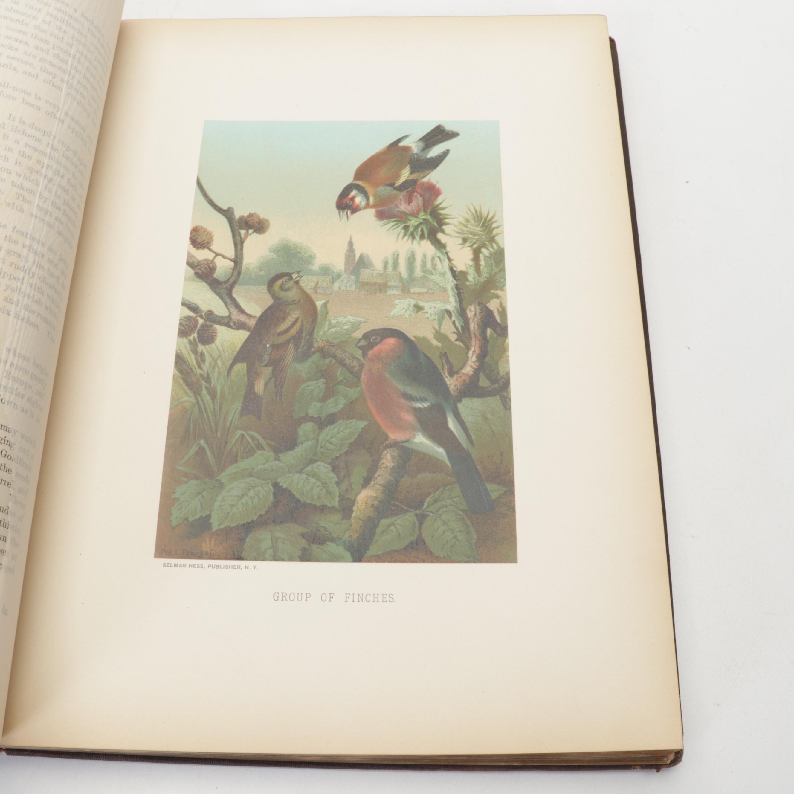 Illustrated "Animate Creation" Vol. IV by Rev. John George Wood, 1898