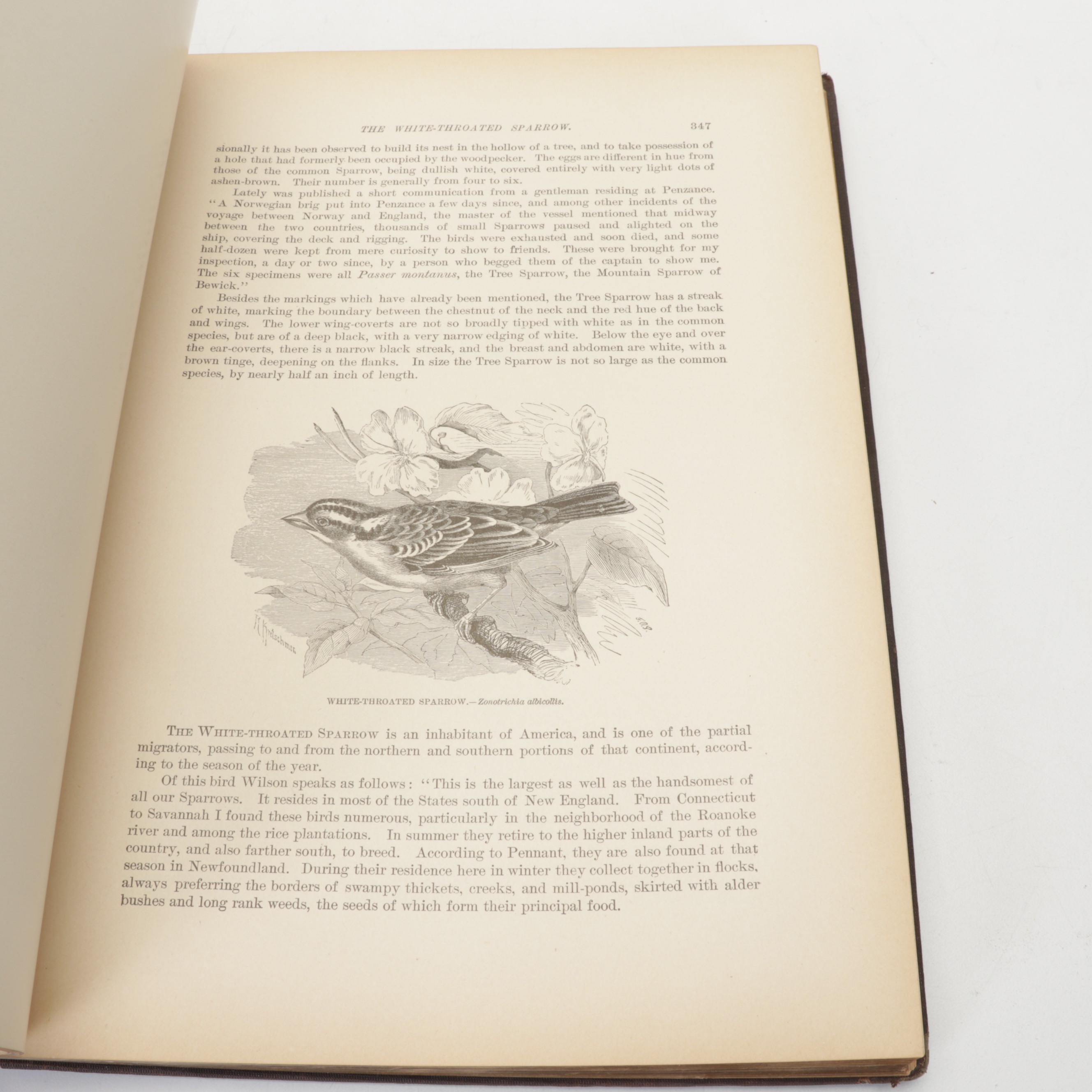 Illustrated "Animate Creation" Vol. IV by Rev. John George Wood, 1898