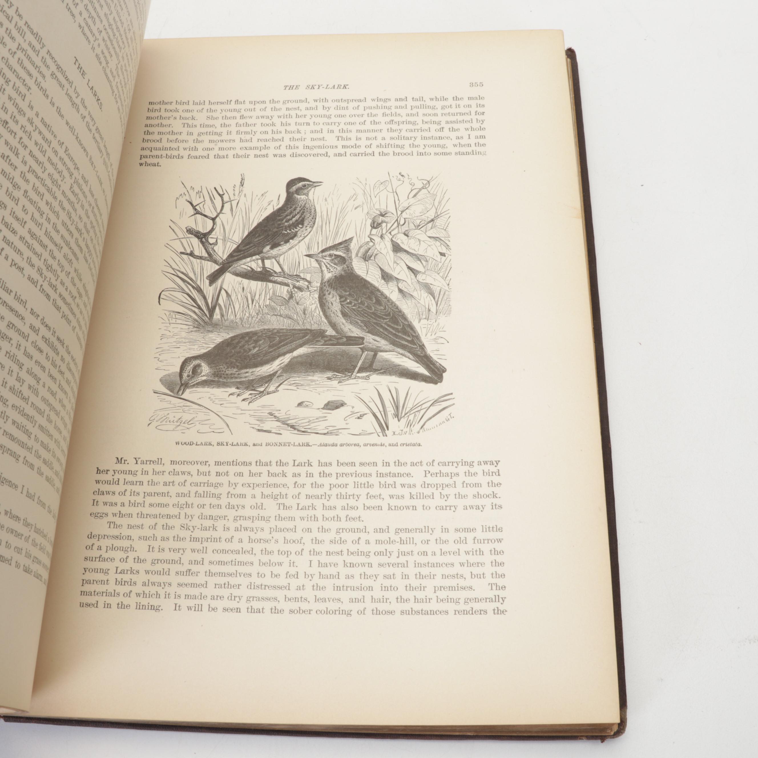 Illustrated "Animate Creation" Vol. IV by Rev. John George Wood, 1898