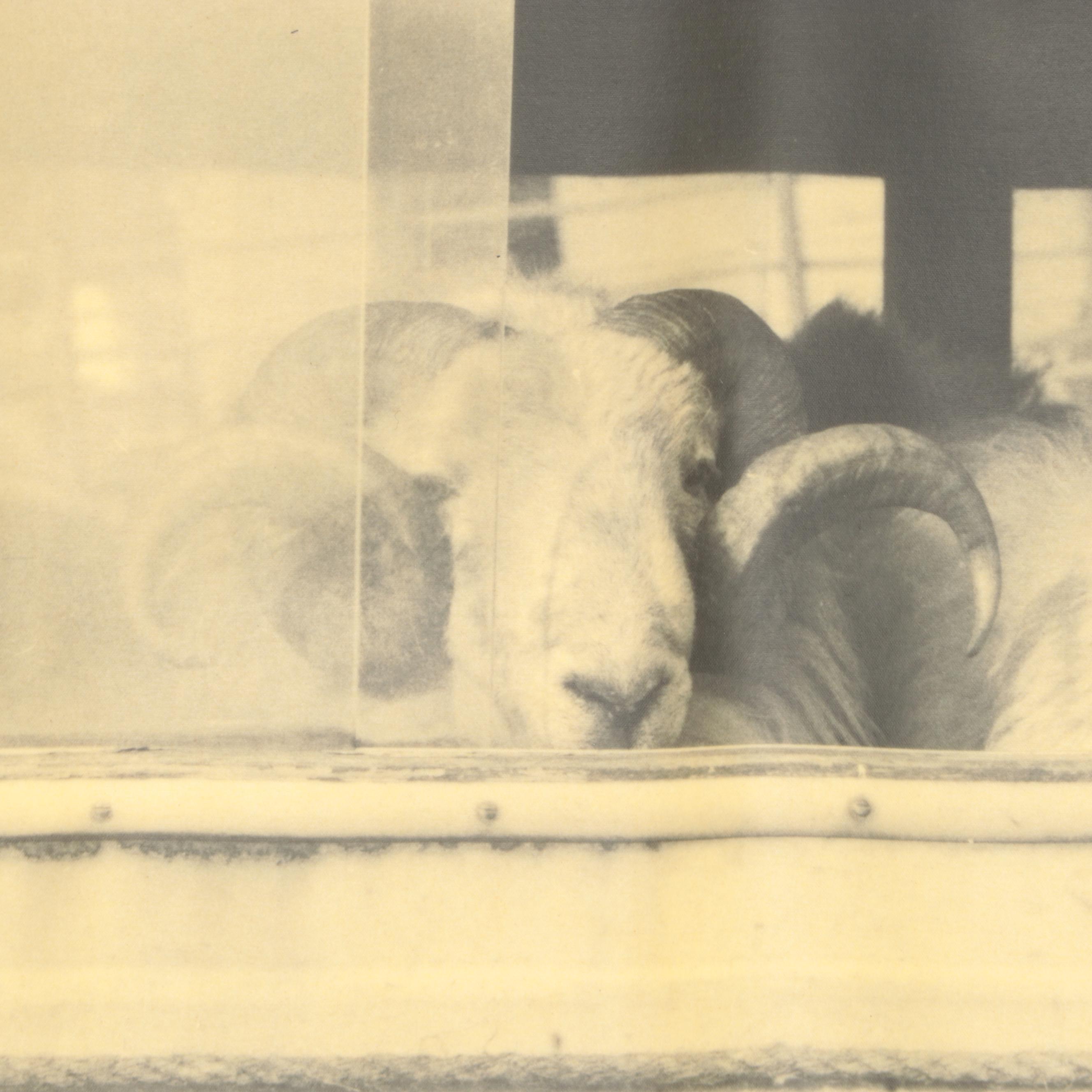 Madison James Giclée of Sheep in a Car on Waxed Canvas