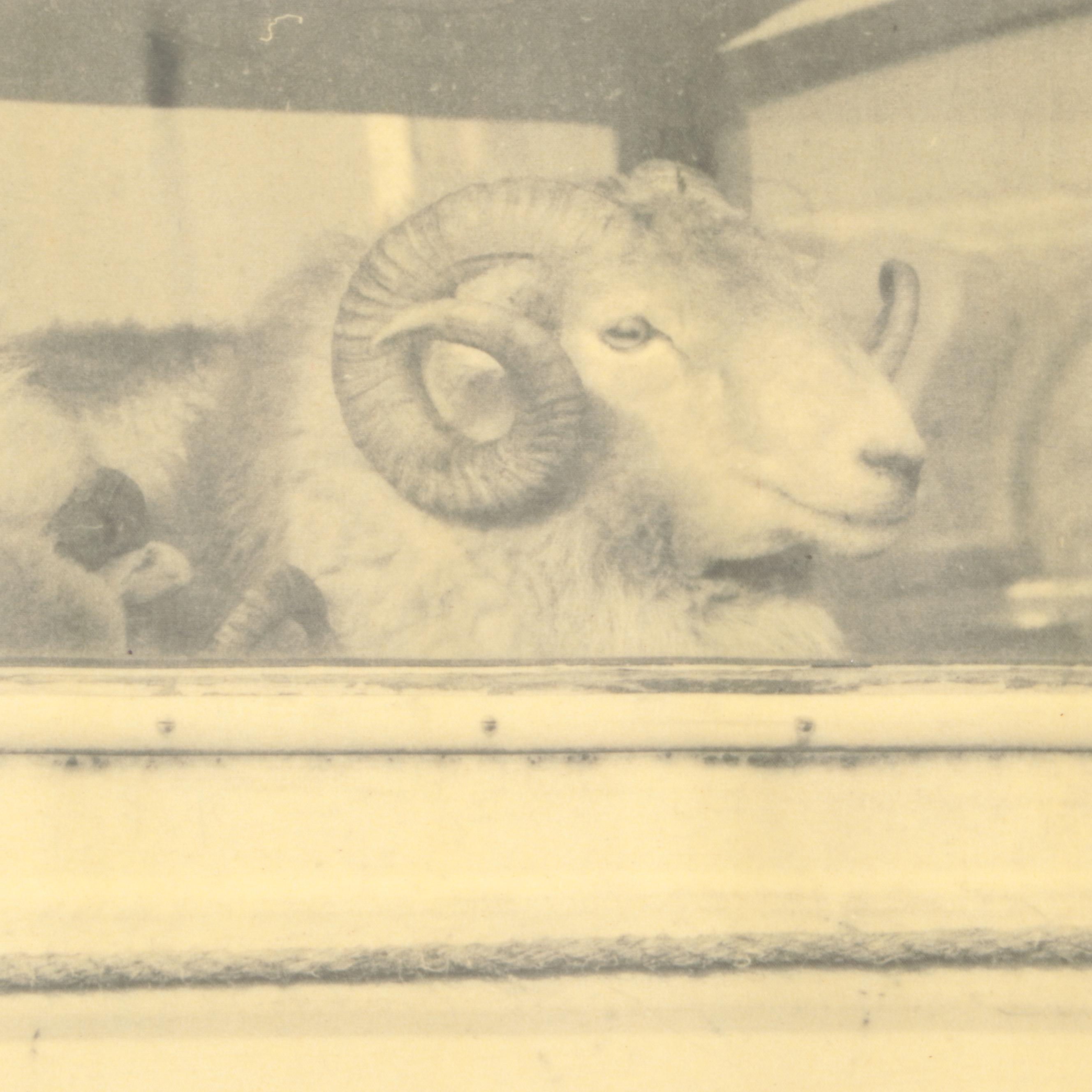 Madison James Giclée of Sheep in a Car on Waxed Canvas