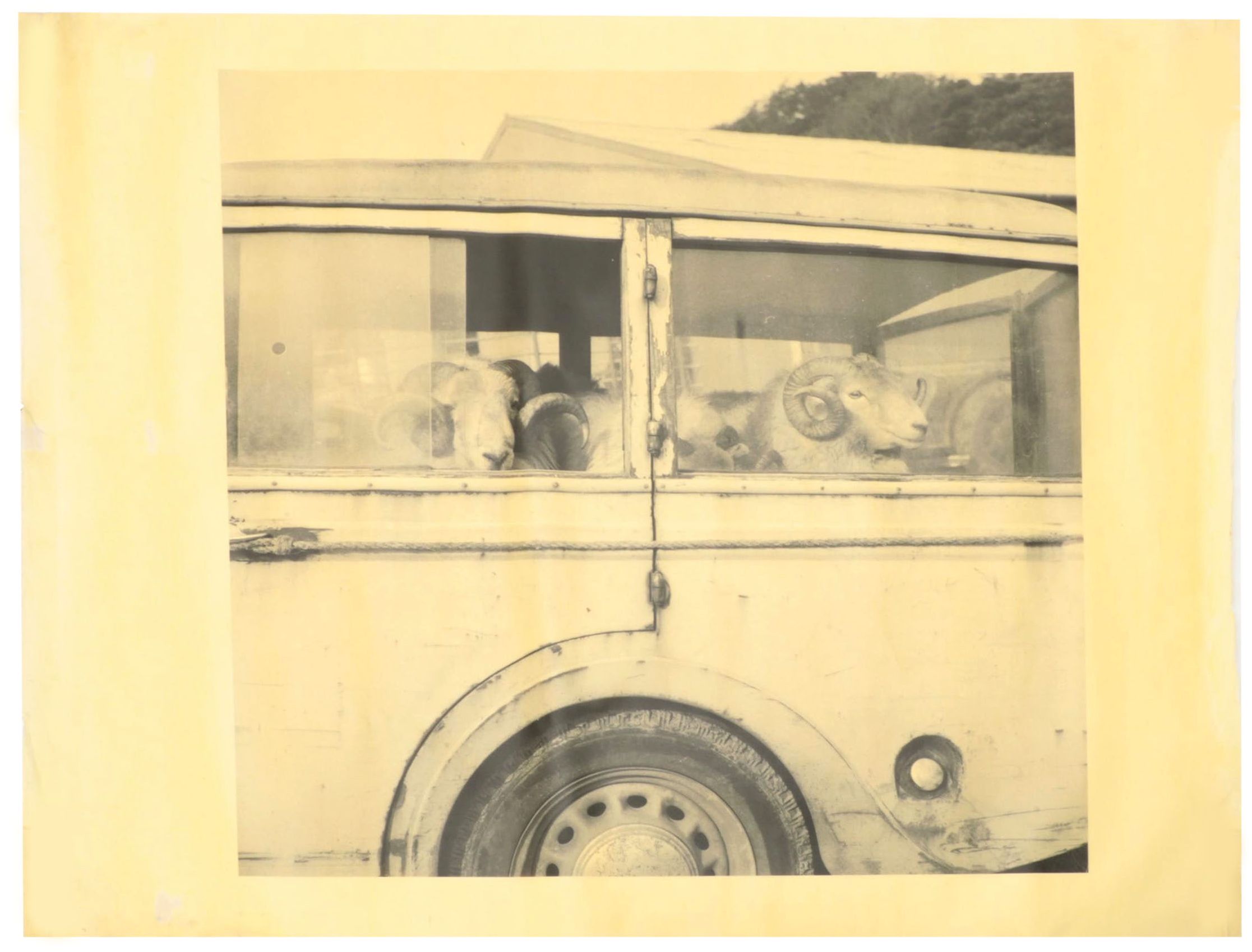 Madison James Giclée of Sheep in a Car on Waxed Canvas