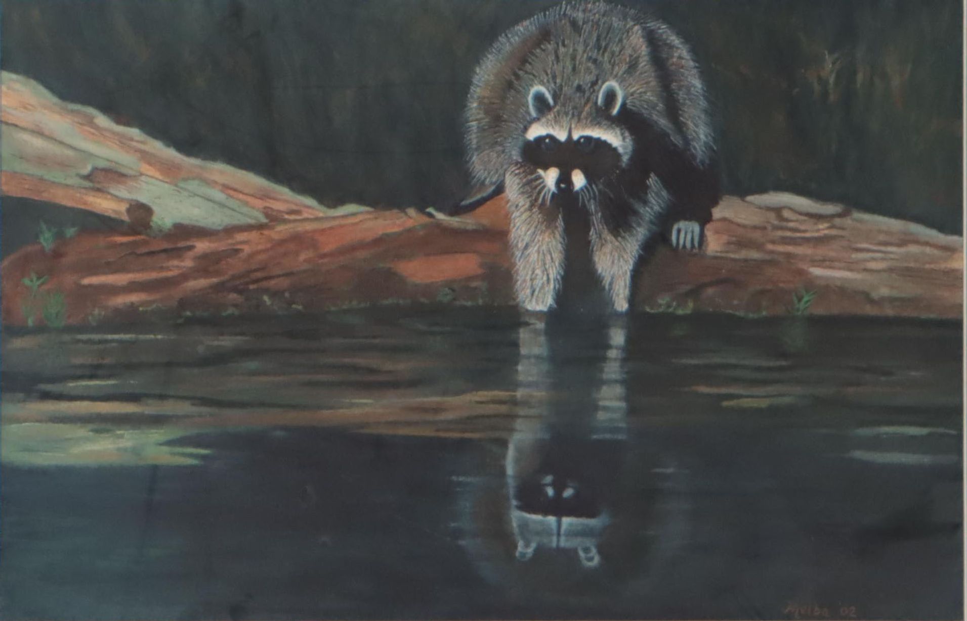 Watercolor Painting of Raccoon, 2002