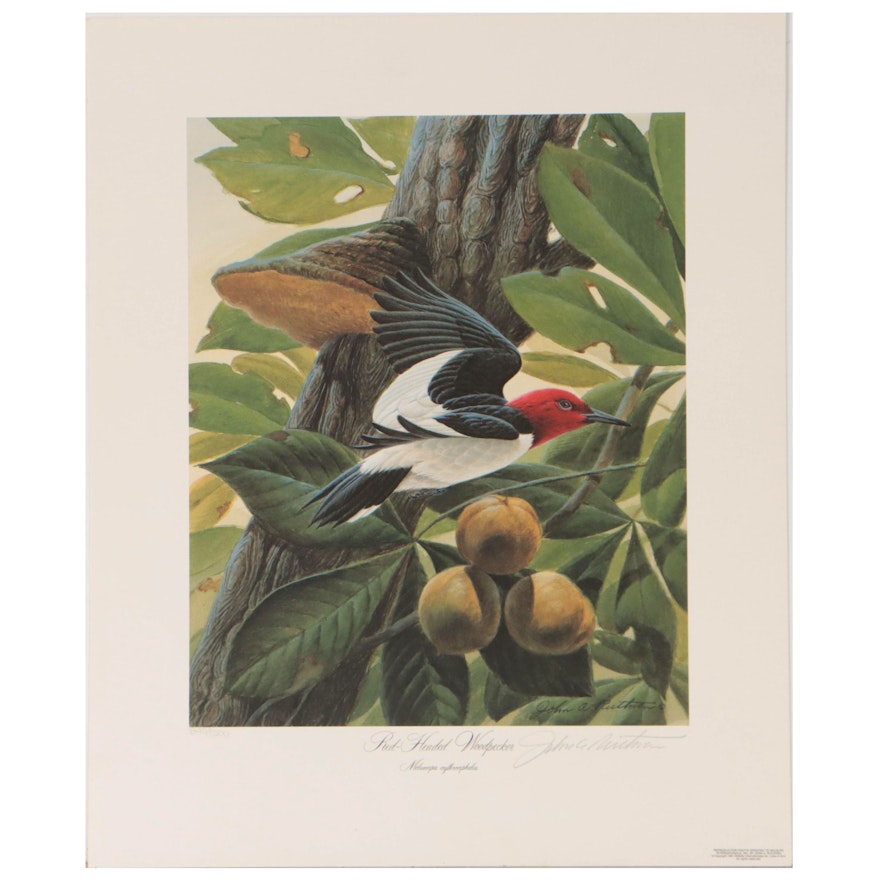 John A. Ruthven Offset Lithograph "Red-Headed Woodpecker"