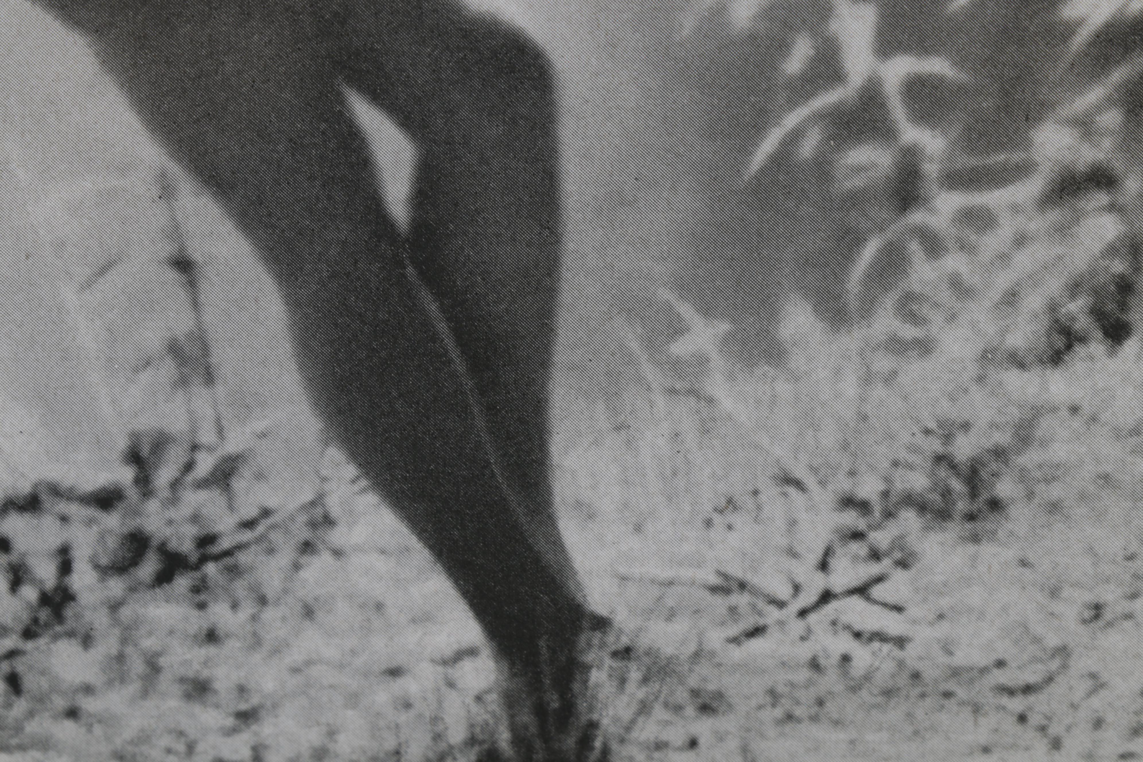 Carl Semon Female Nude Portrait Halftone From "Das Deutsche Aktwerk," Circa 1940