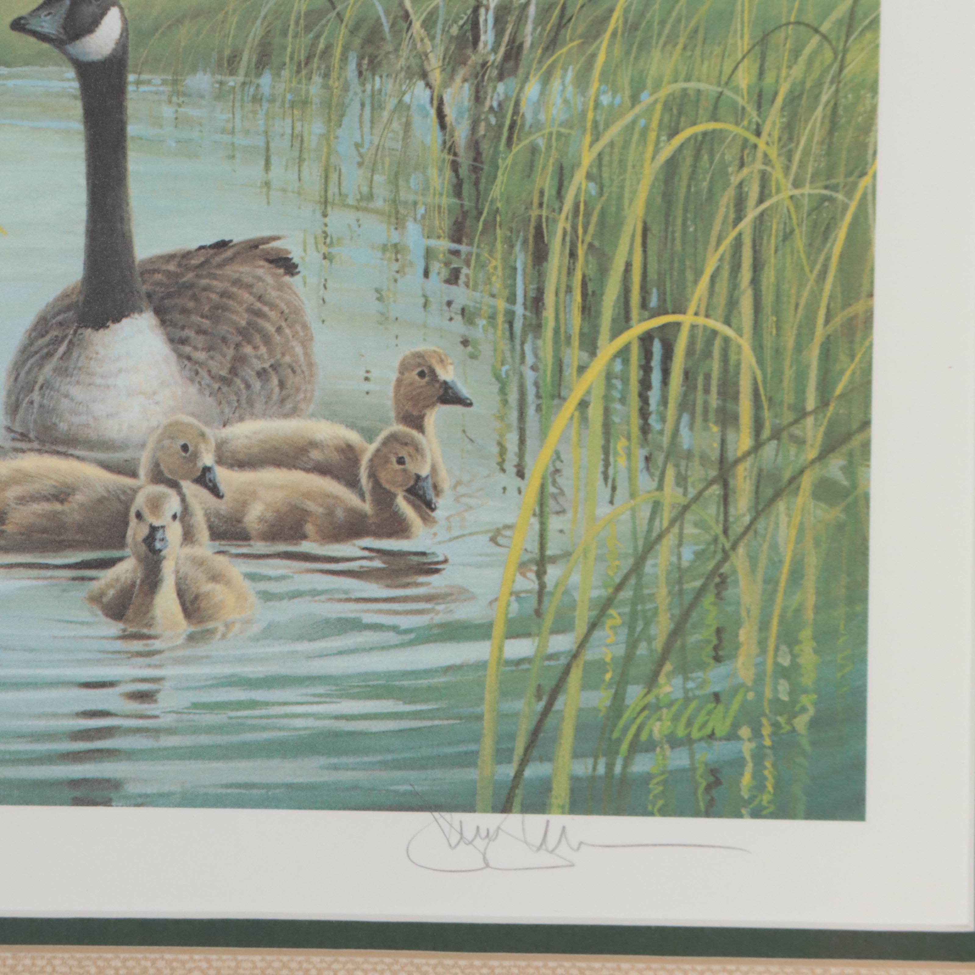 Waterfowl Themed Offset Lithographs and Postage Stamps