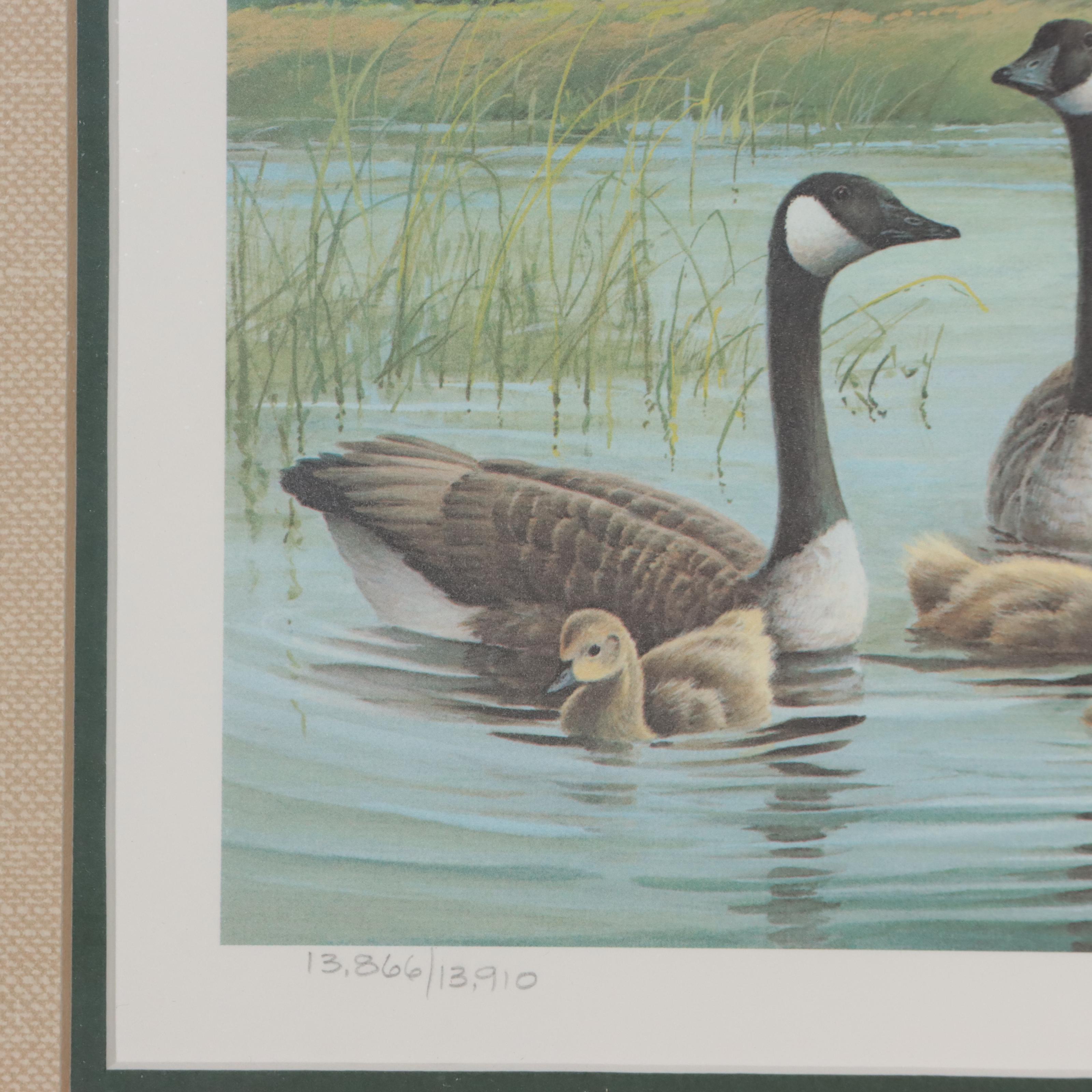 Waterfowl Themed Offset Lithographs and Postage Stamps