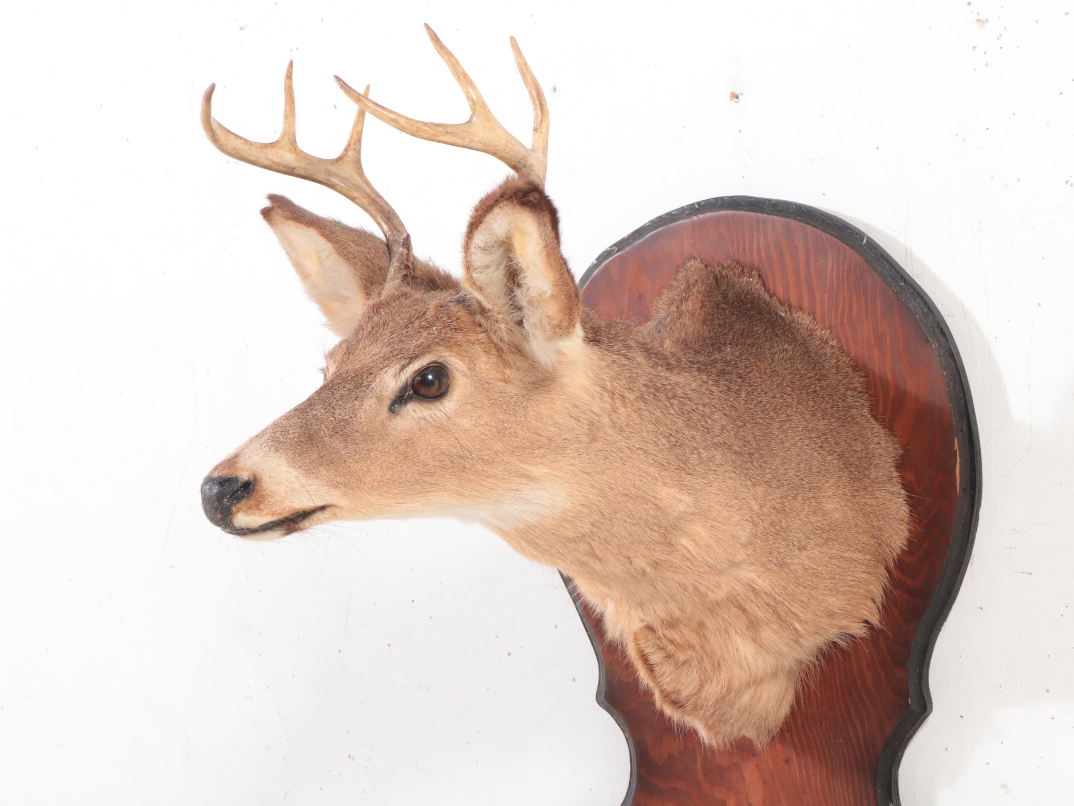 Taxidermy White Tailed Deer Mount With Hooves Double Gun Rack