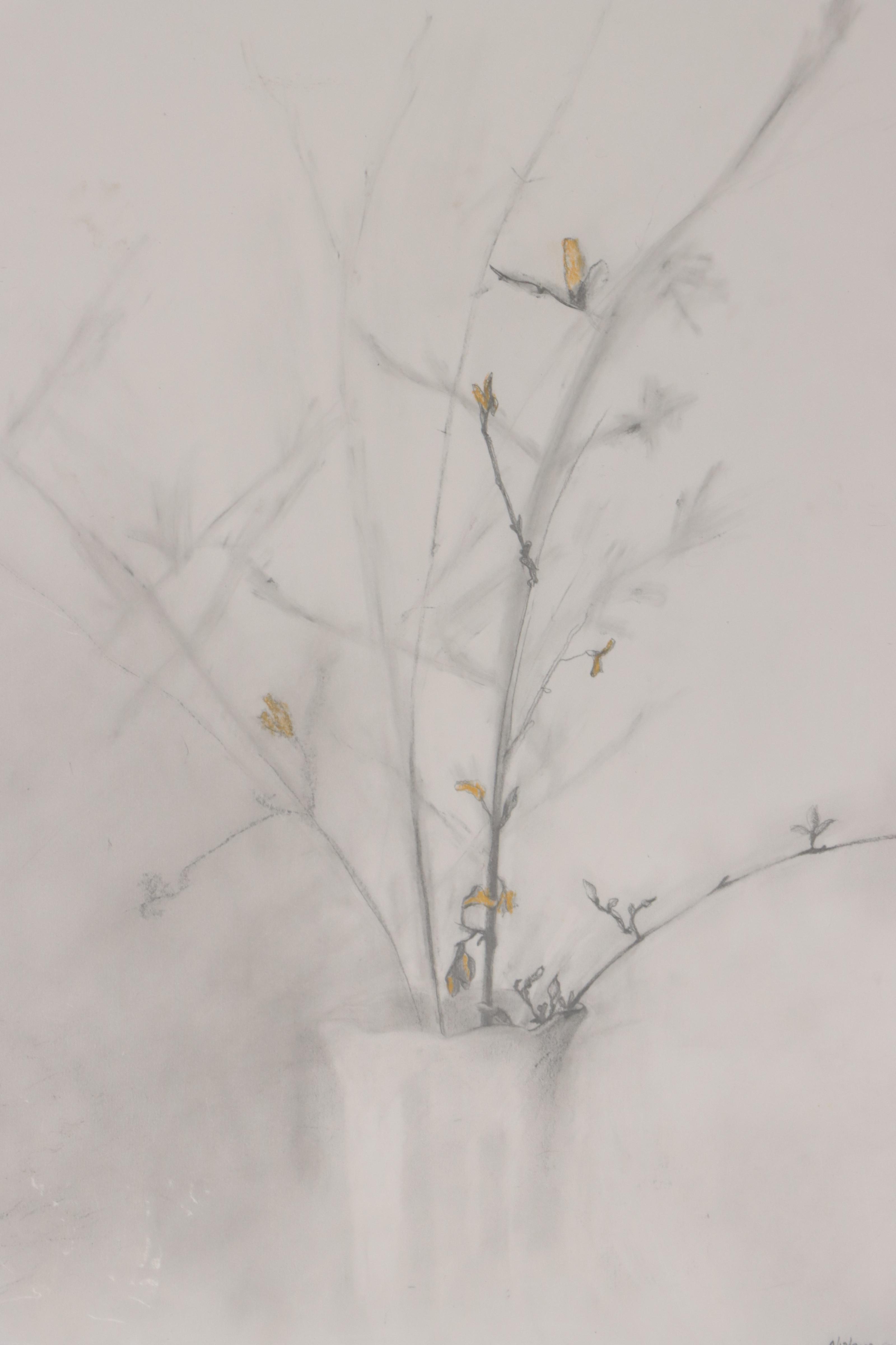 Cynthia Gregory Assorted Floral Graphite Drawings Including "Forsythia," 2002