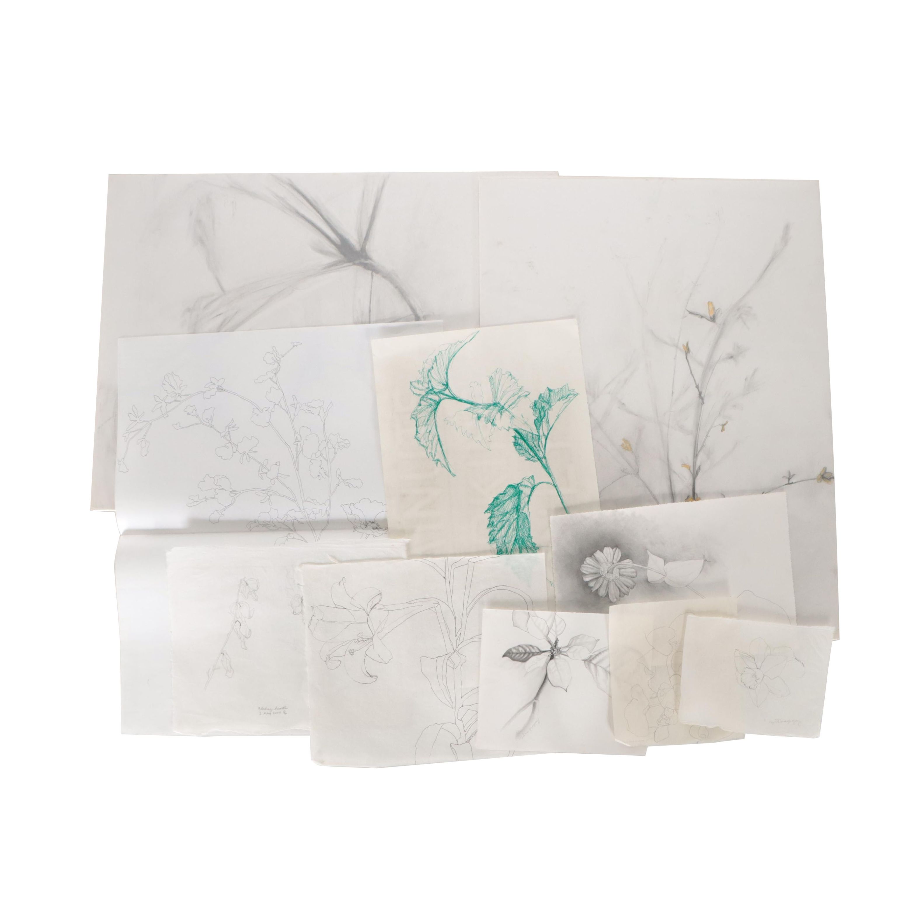 Cynthia Gregory Assorted Floral Graphite Drawings Including "Forsythia," 2002