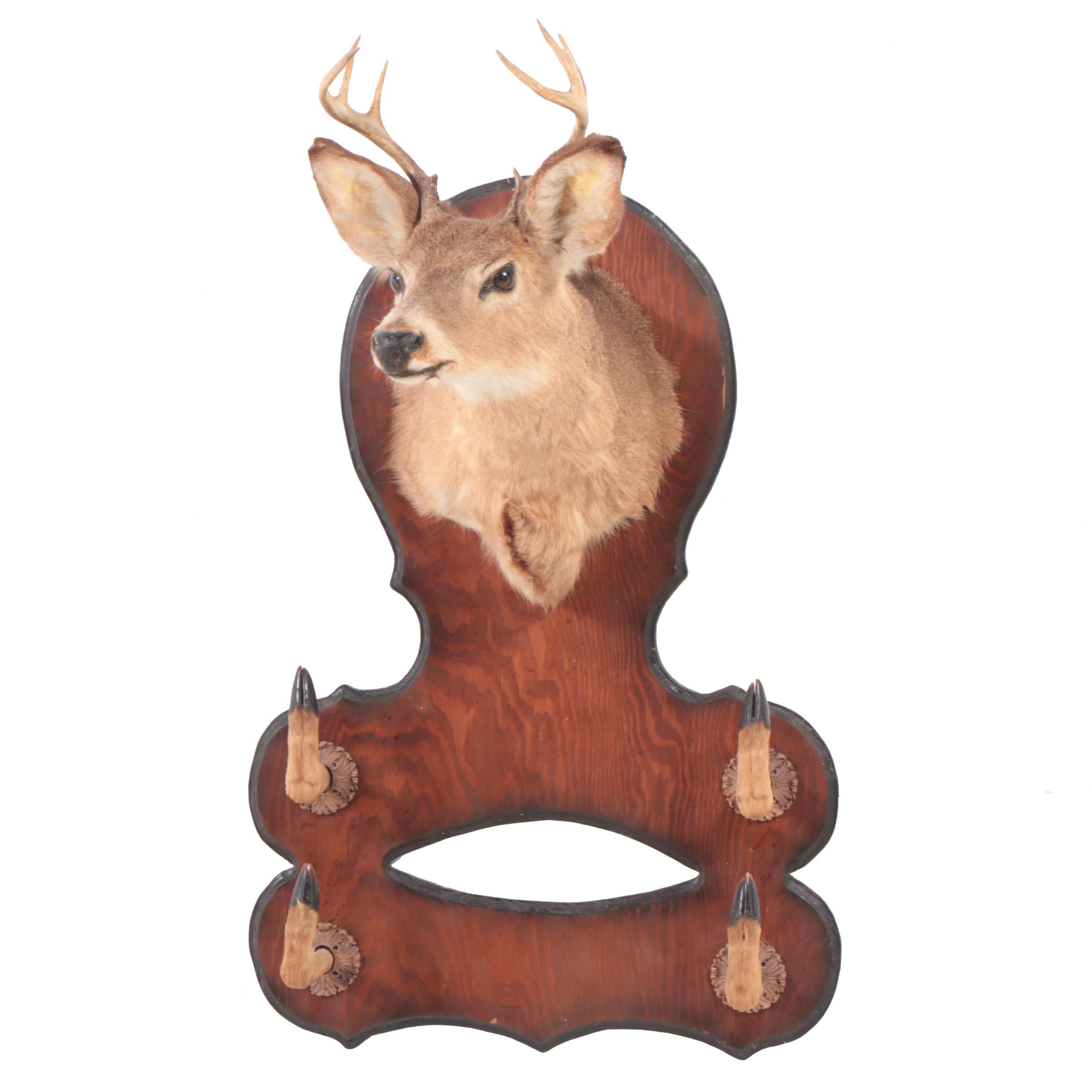 Taxidermy White Tailed Deer Mount With Hooves Double Gun Rack
