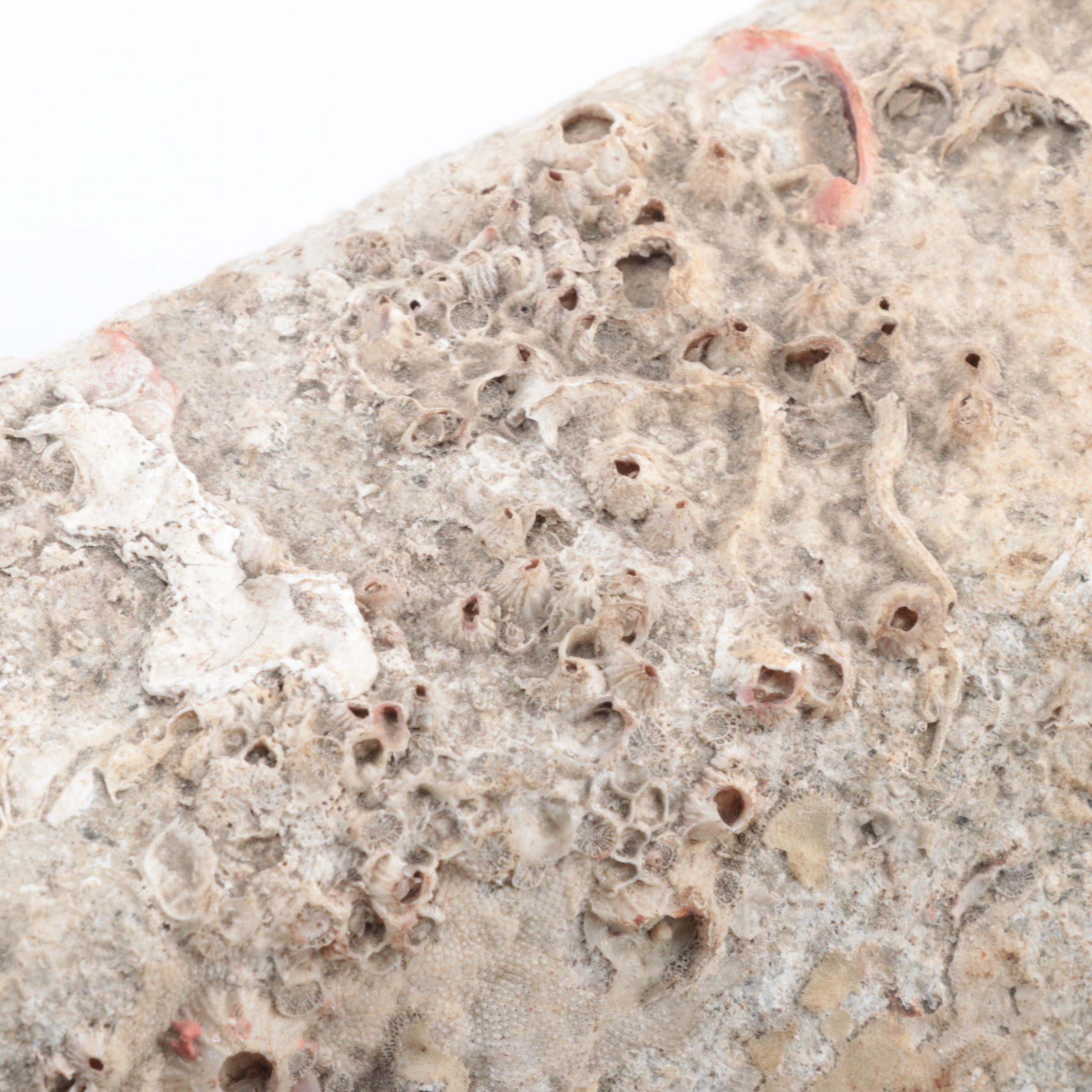 Chinese Marine Recovered Stone and Coral Boat Weight, 11th Century