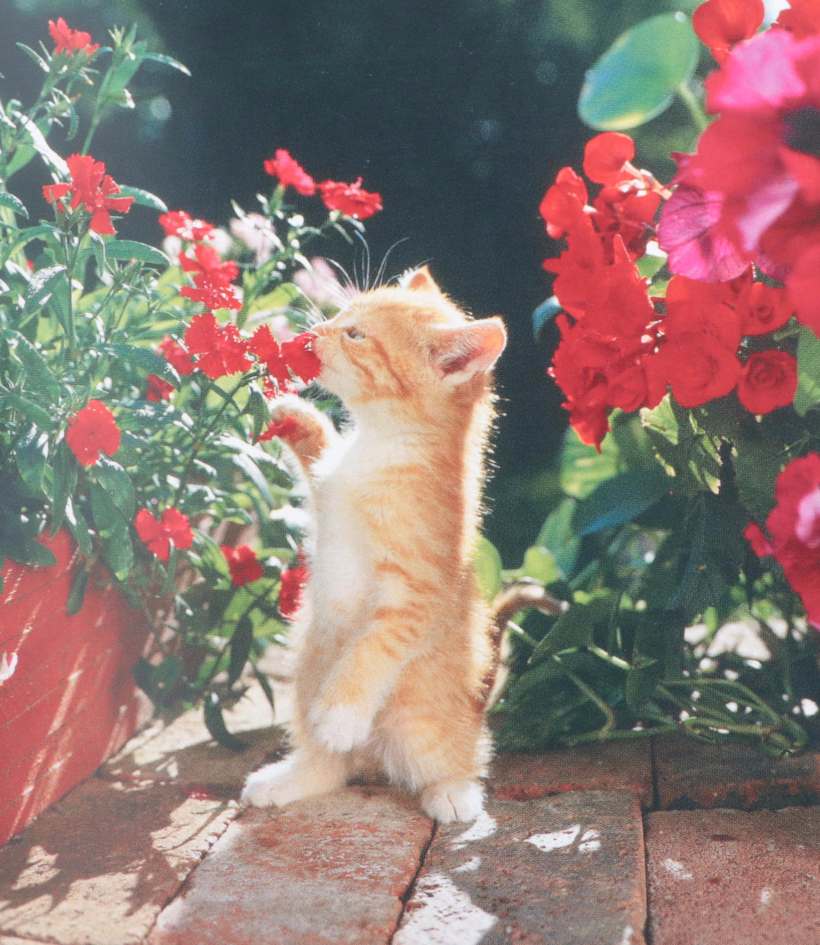 Cat Themed Books, Brass Figures, Needlepoint Pillow and Ceramic Food Dish