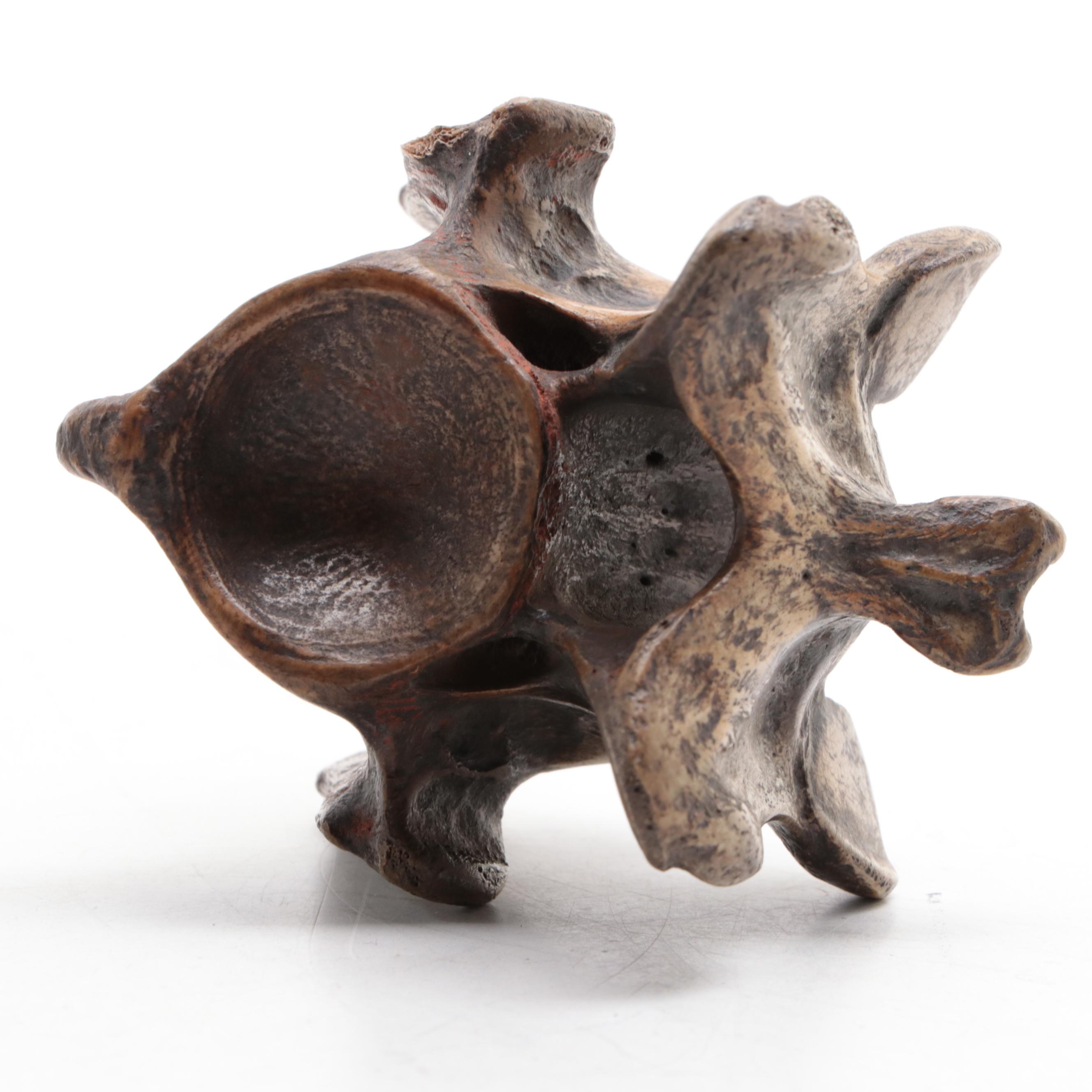 Hongshan Style Carved Stone Figure and Figural Carved Vertebrae