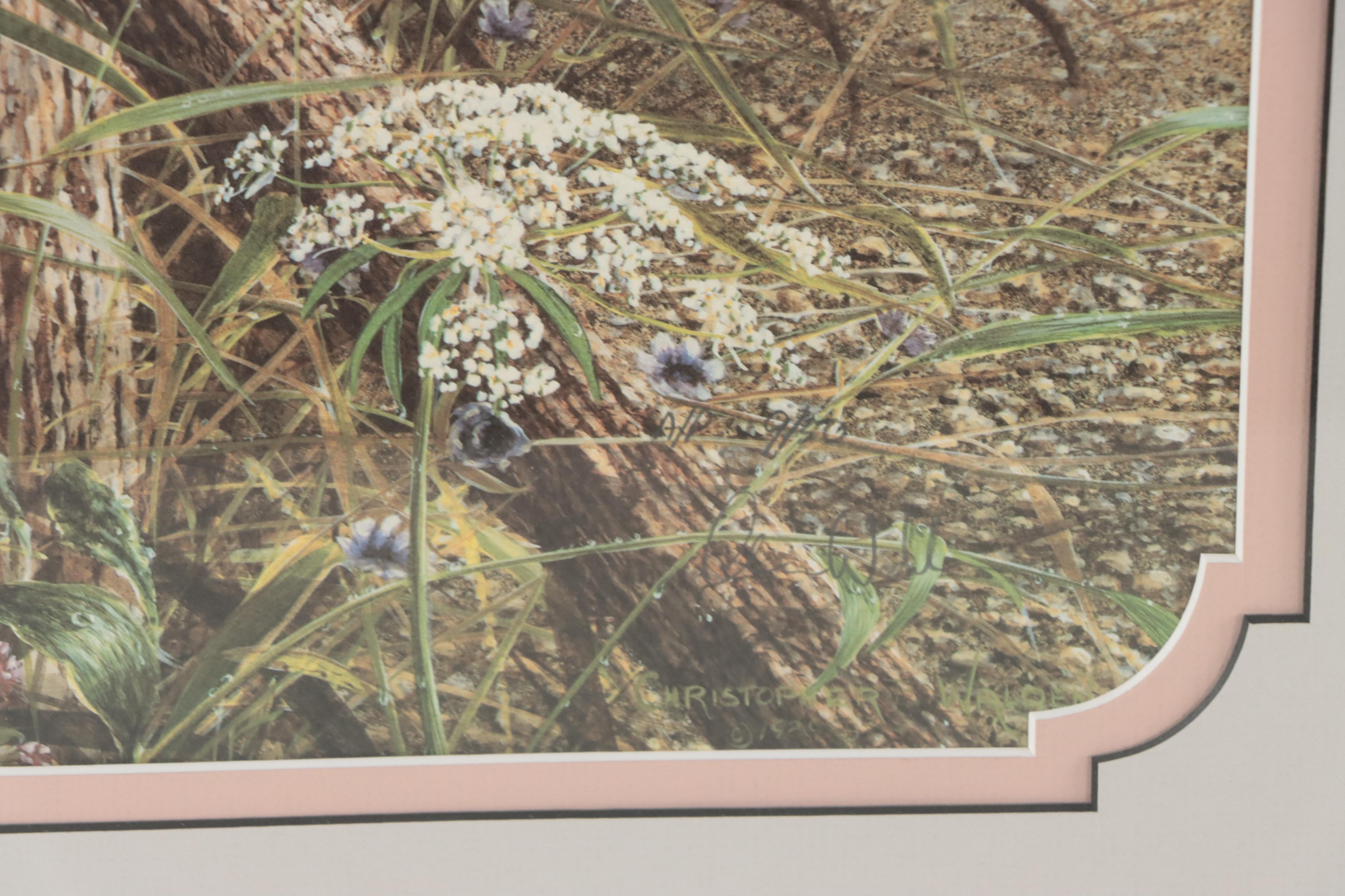 Christopher B. Walden Offset Lithographs of Birds Including "Snowed Under"