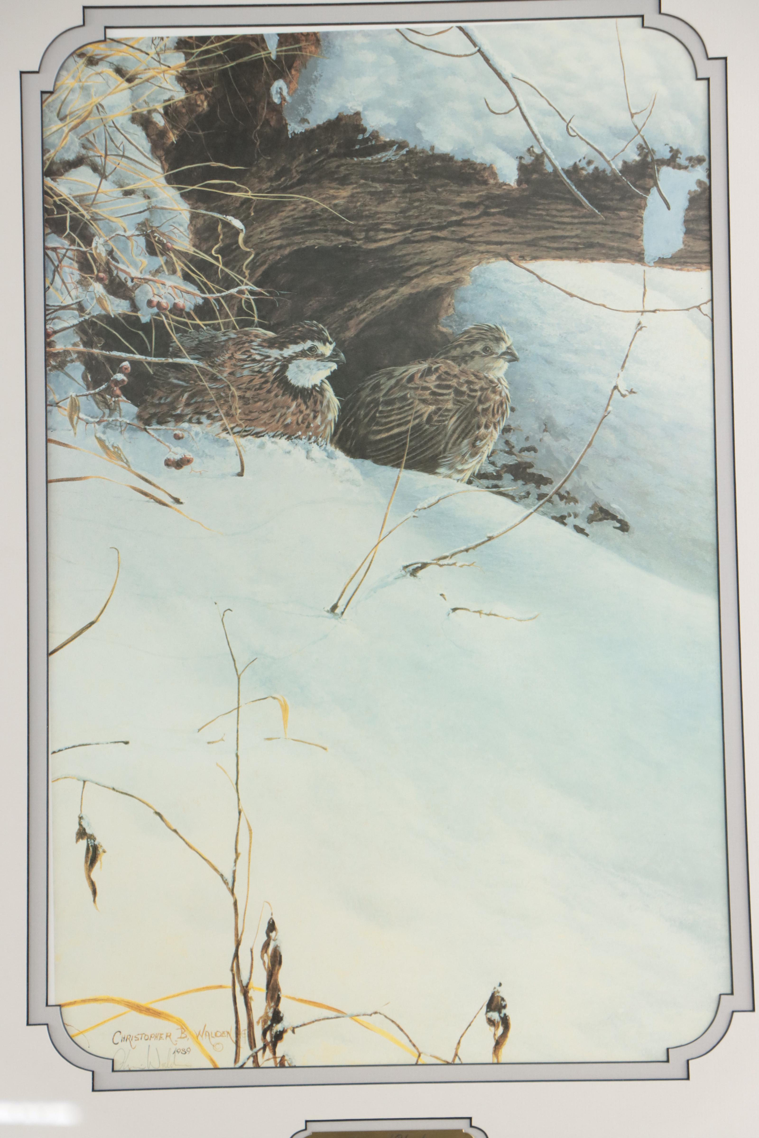Christopher B. Walden Offset Lithographs of Birds Including "Snowed Under"