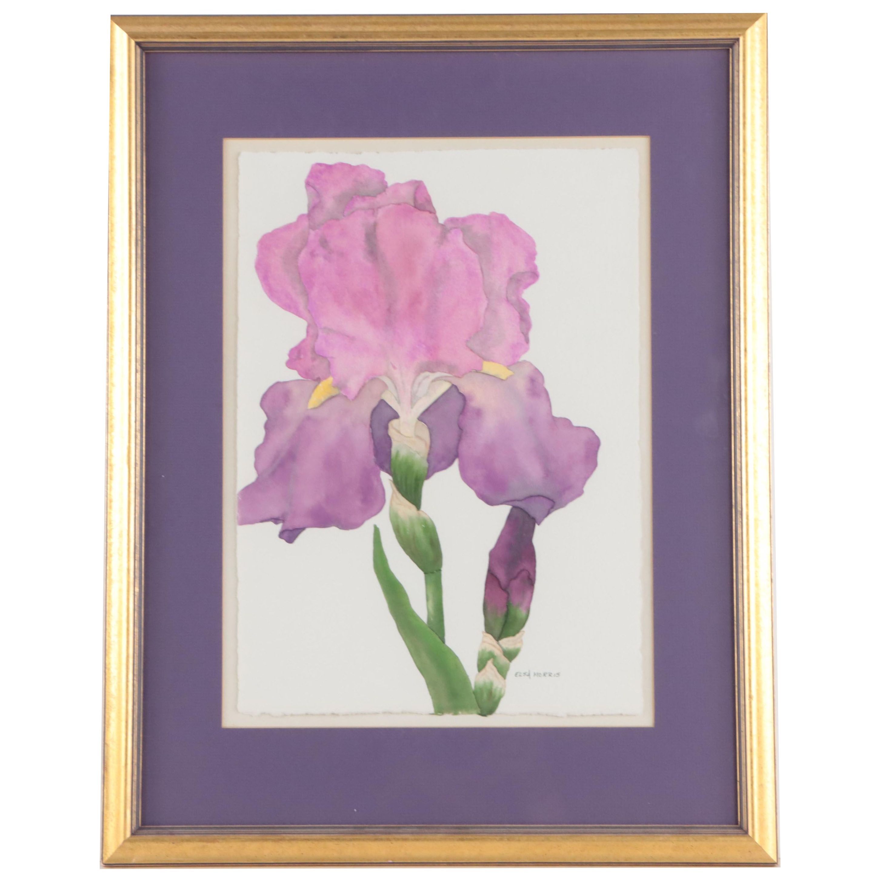 Elsa Morris Watercolor Painting of Iris, Late 20th Century