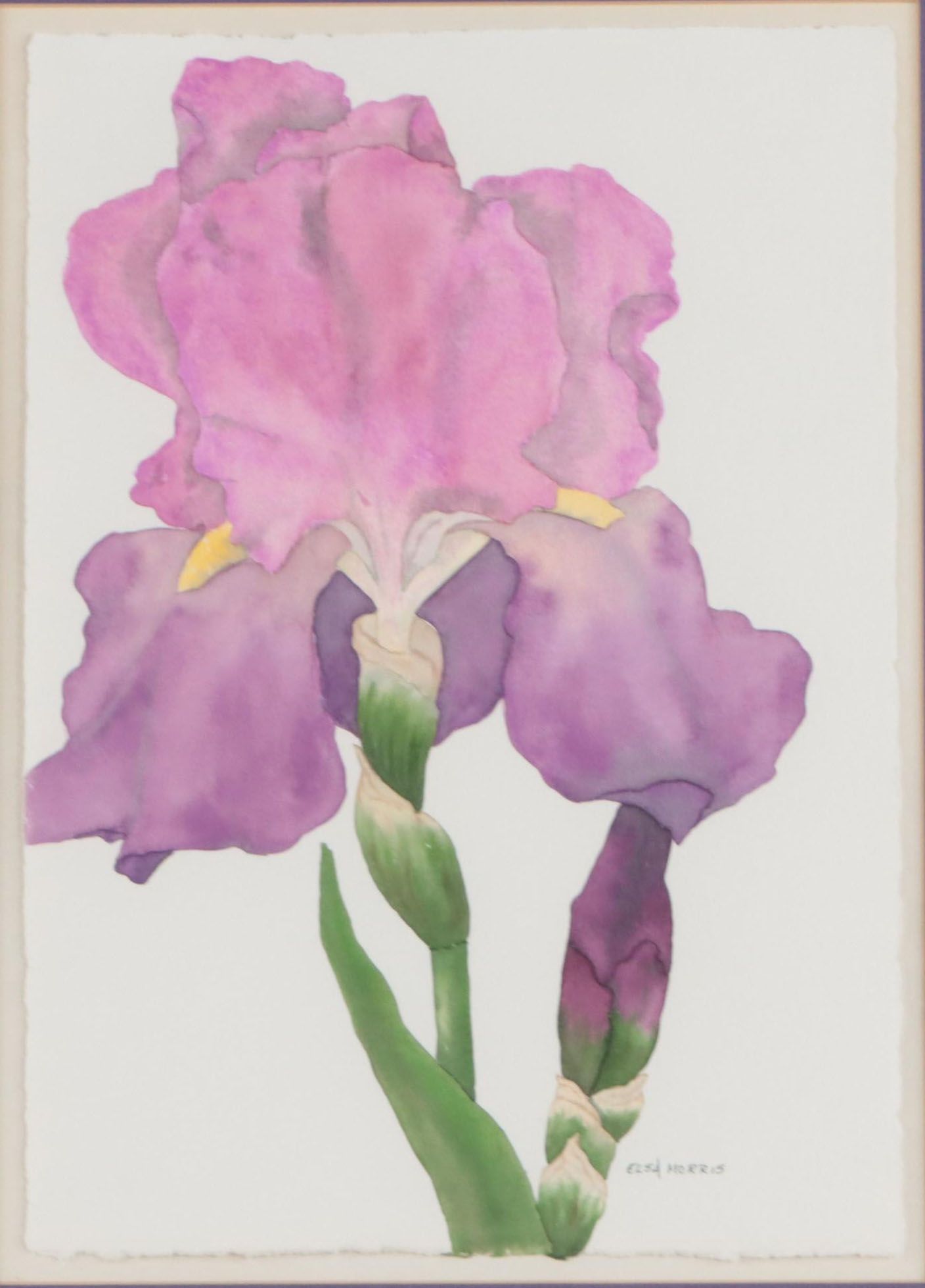 Elsa Morris Watercolor Painting of Iris, Late 20th Century
