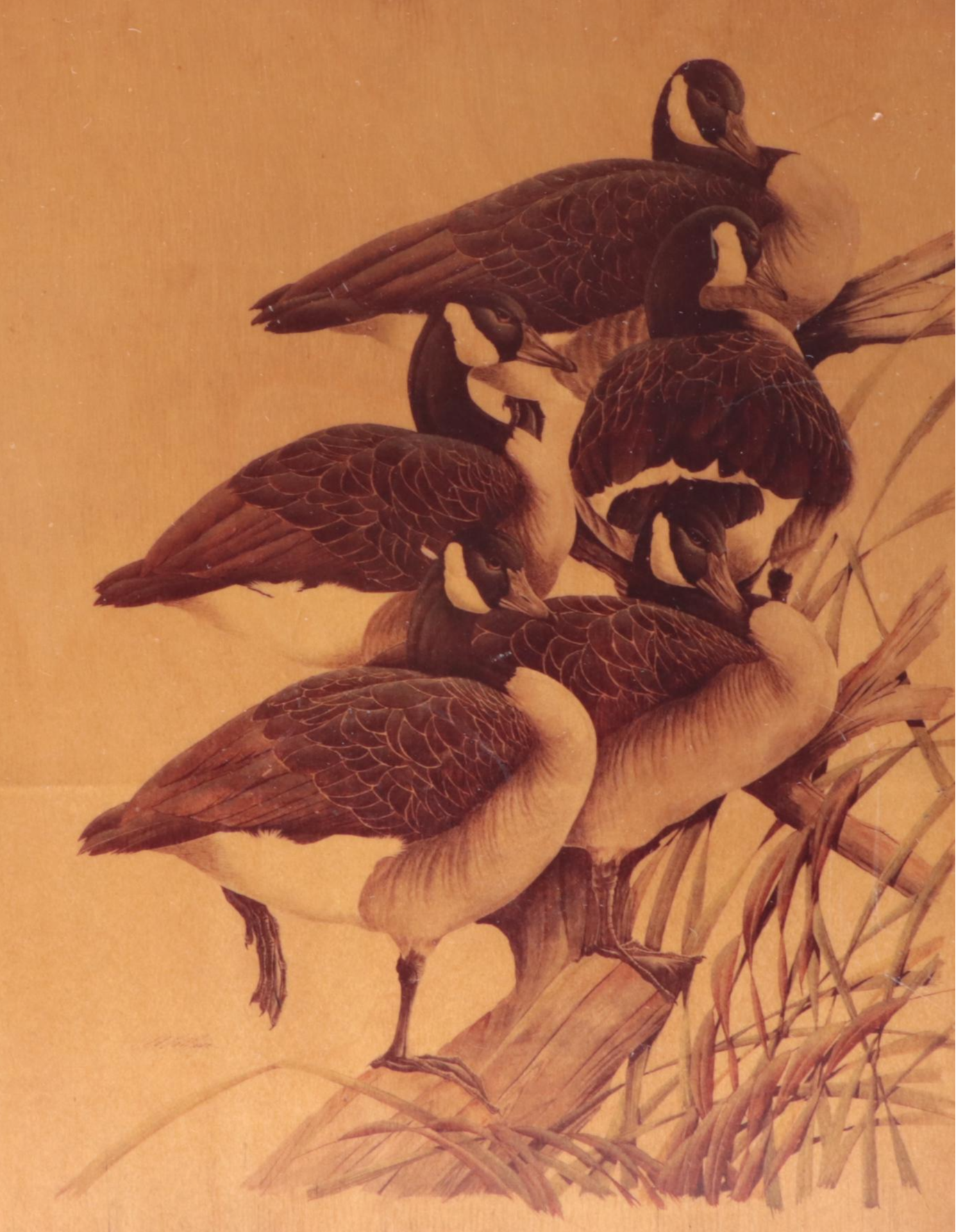 Ducks Unlimited Canada Geese Fruitwood Box with Porcelain Collector Plate