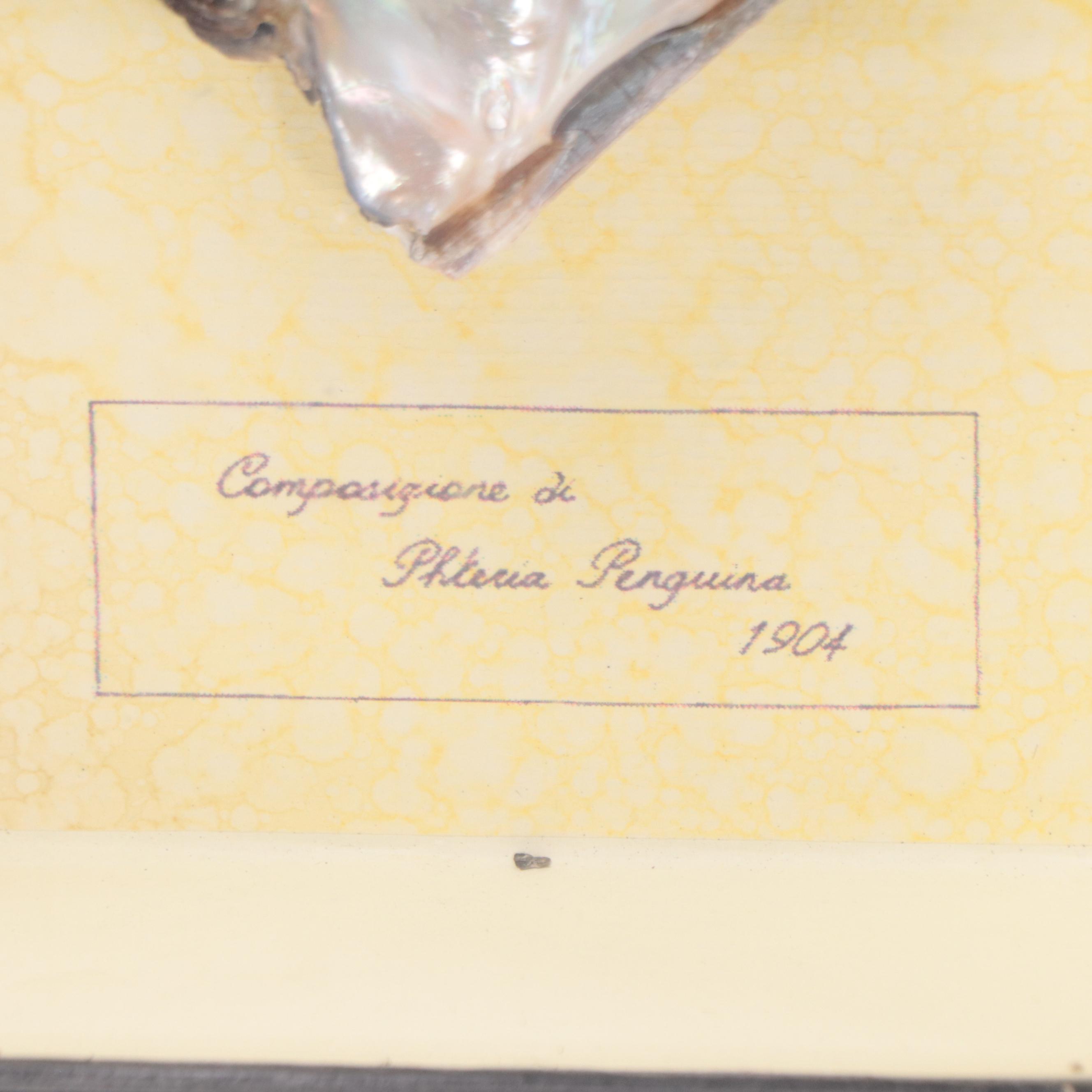 Framed Oyster Shell Specimen with Blister Pearl, Early 20th Century