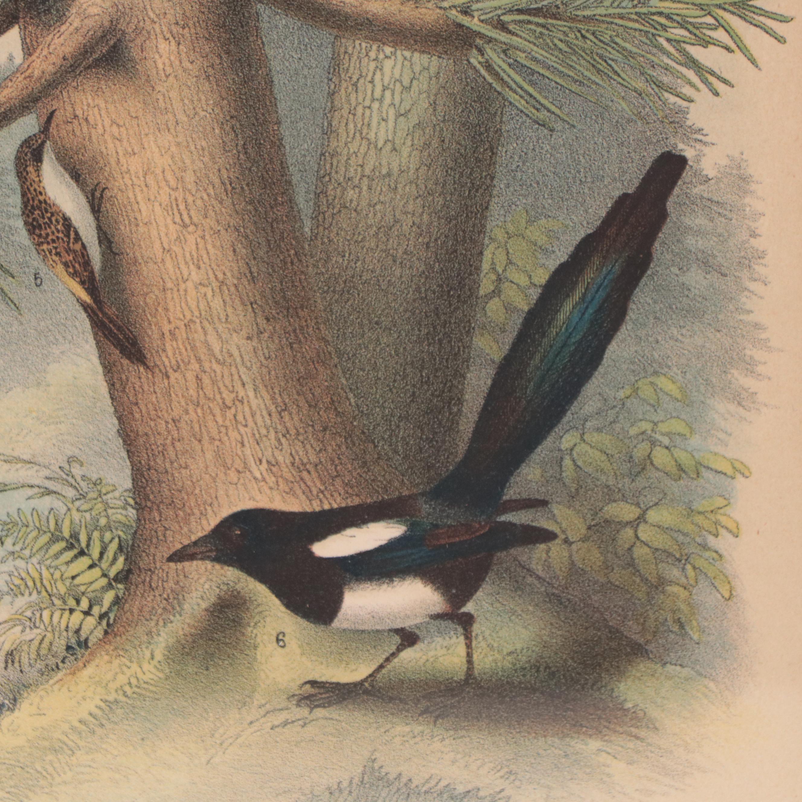 Chromolithograph After Jacob H. Struder For "Birds of North America"