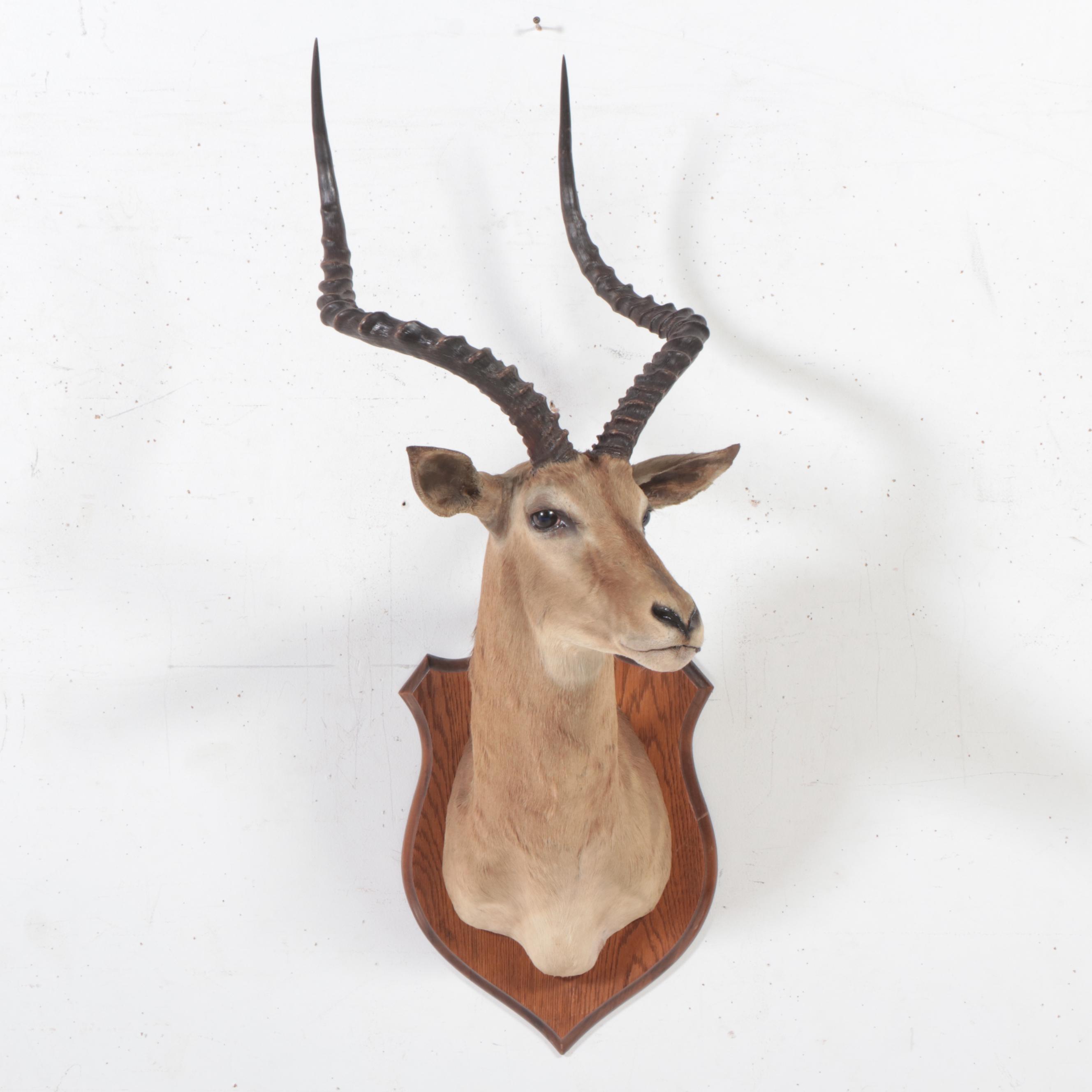 Taxidermy Impala Shoulder Mount