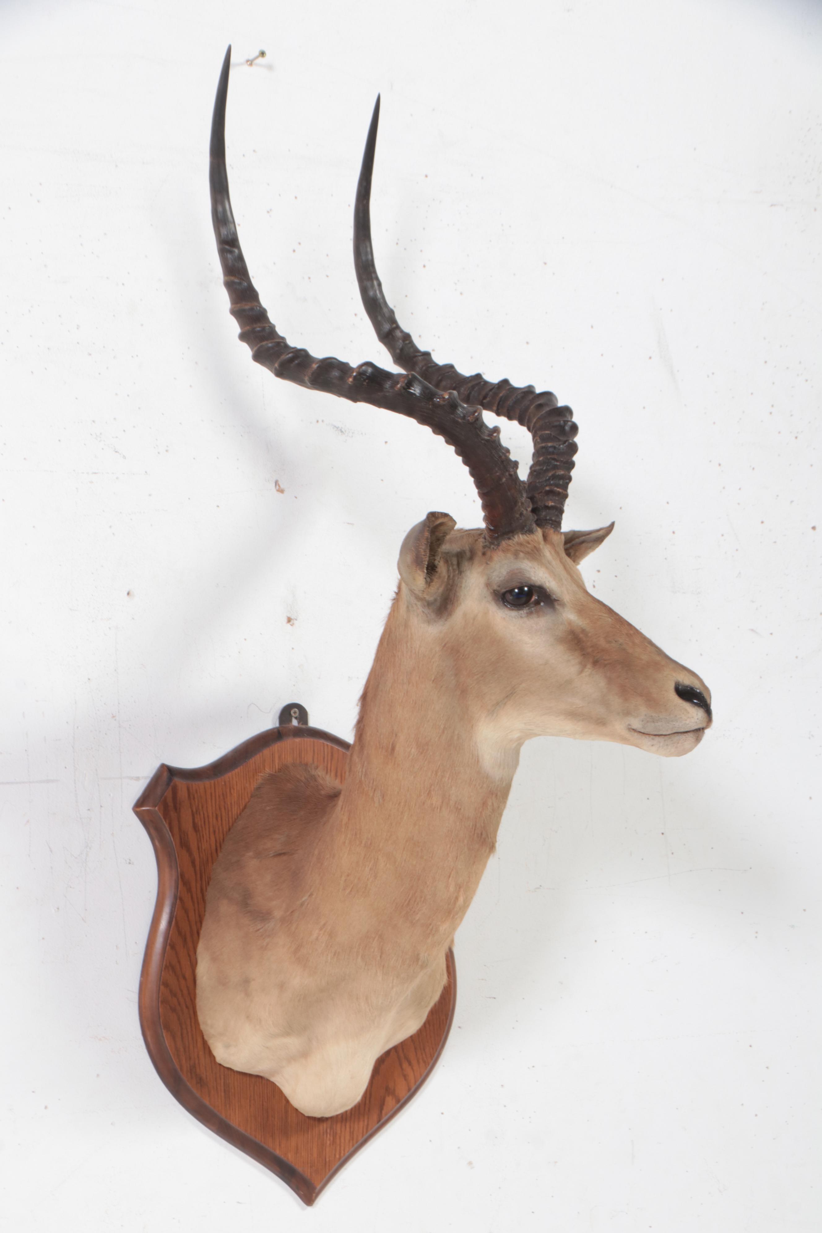 Taxidermy Impala Shoulder Mount