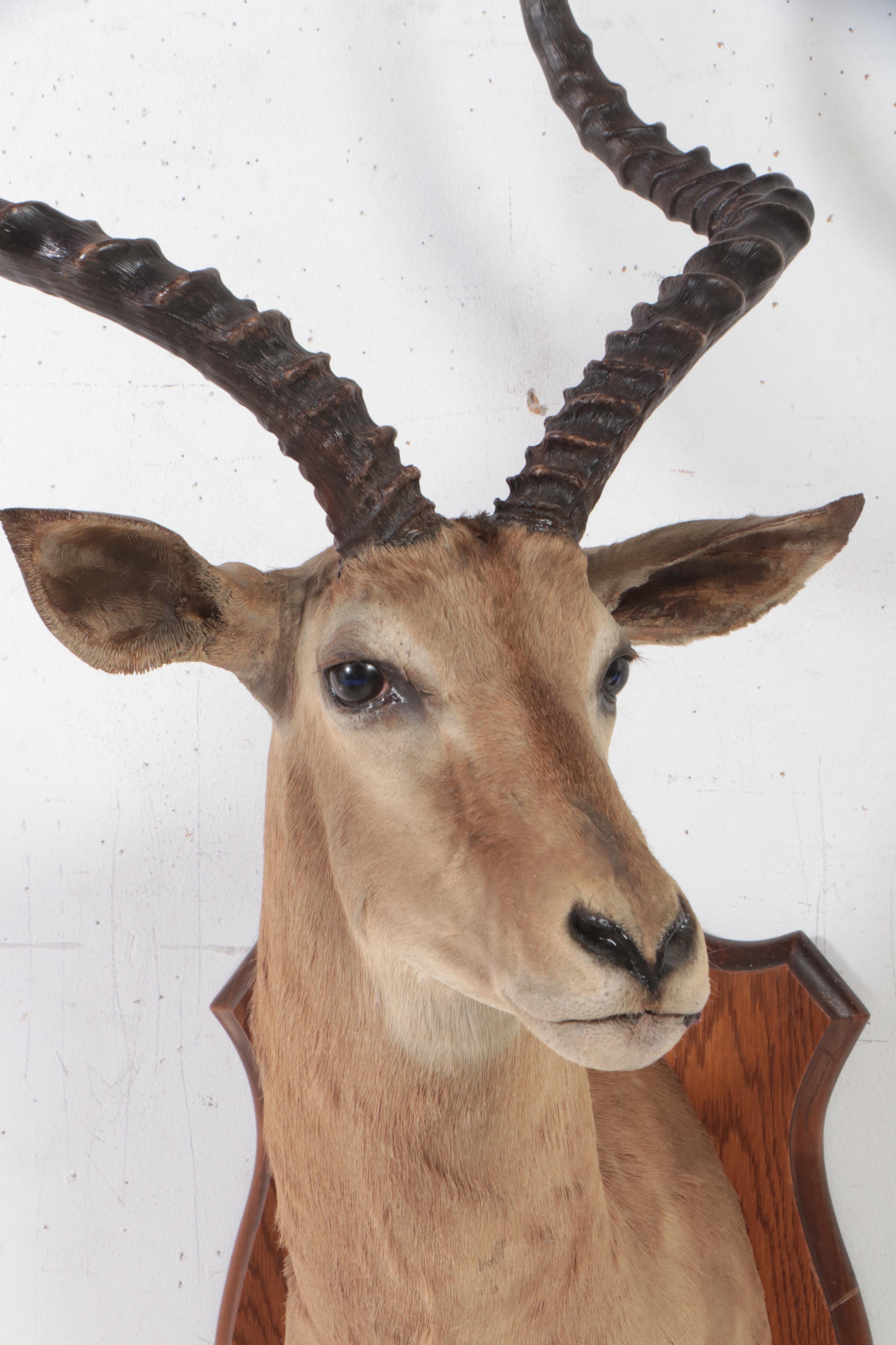 Taxidermy Impala Shoulder Mount