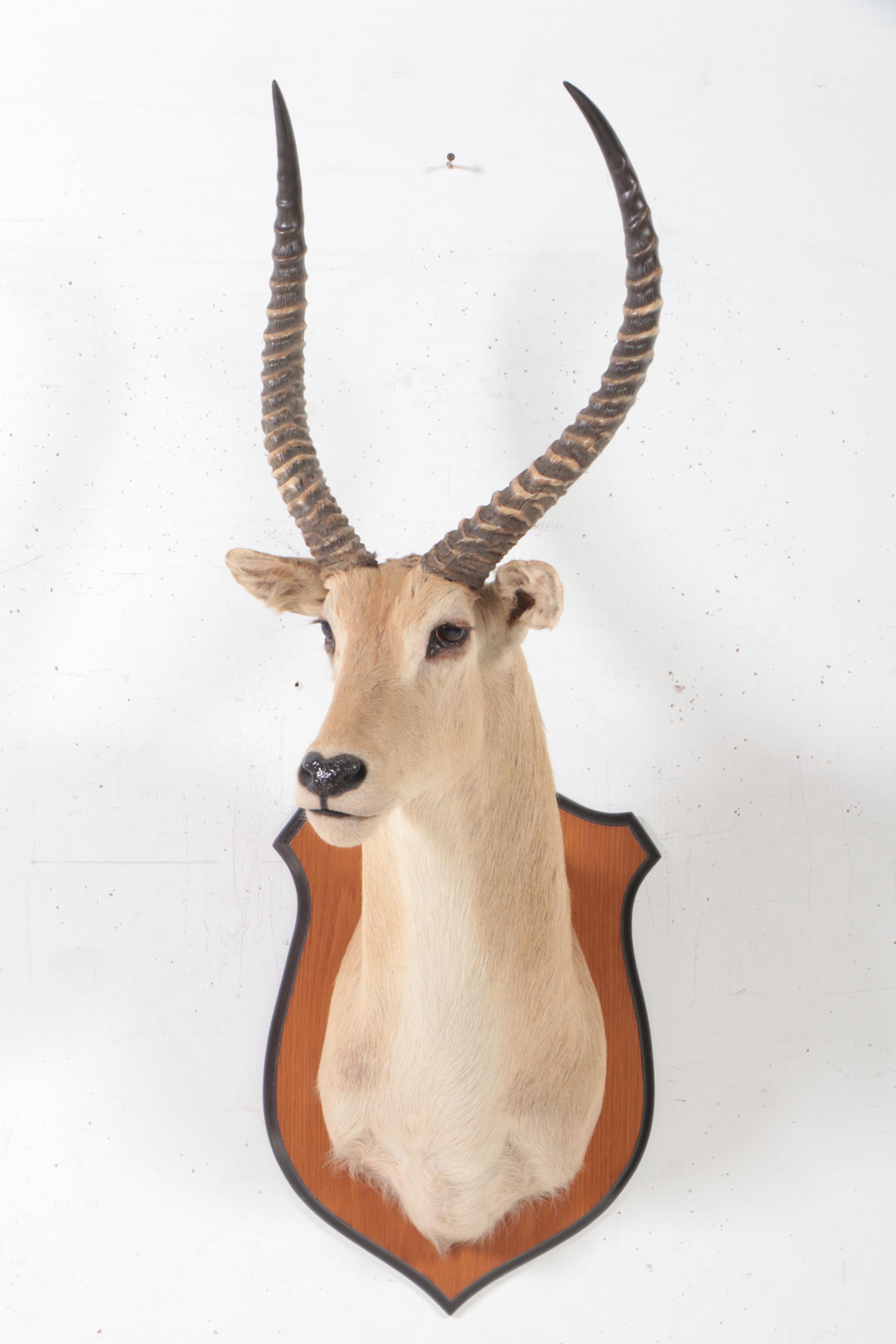 Taxidermy Common Lechwe Shoulder Mount