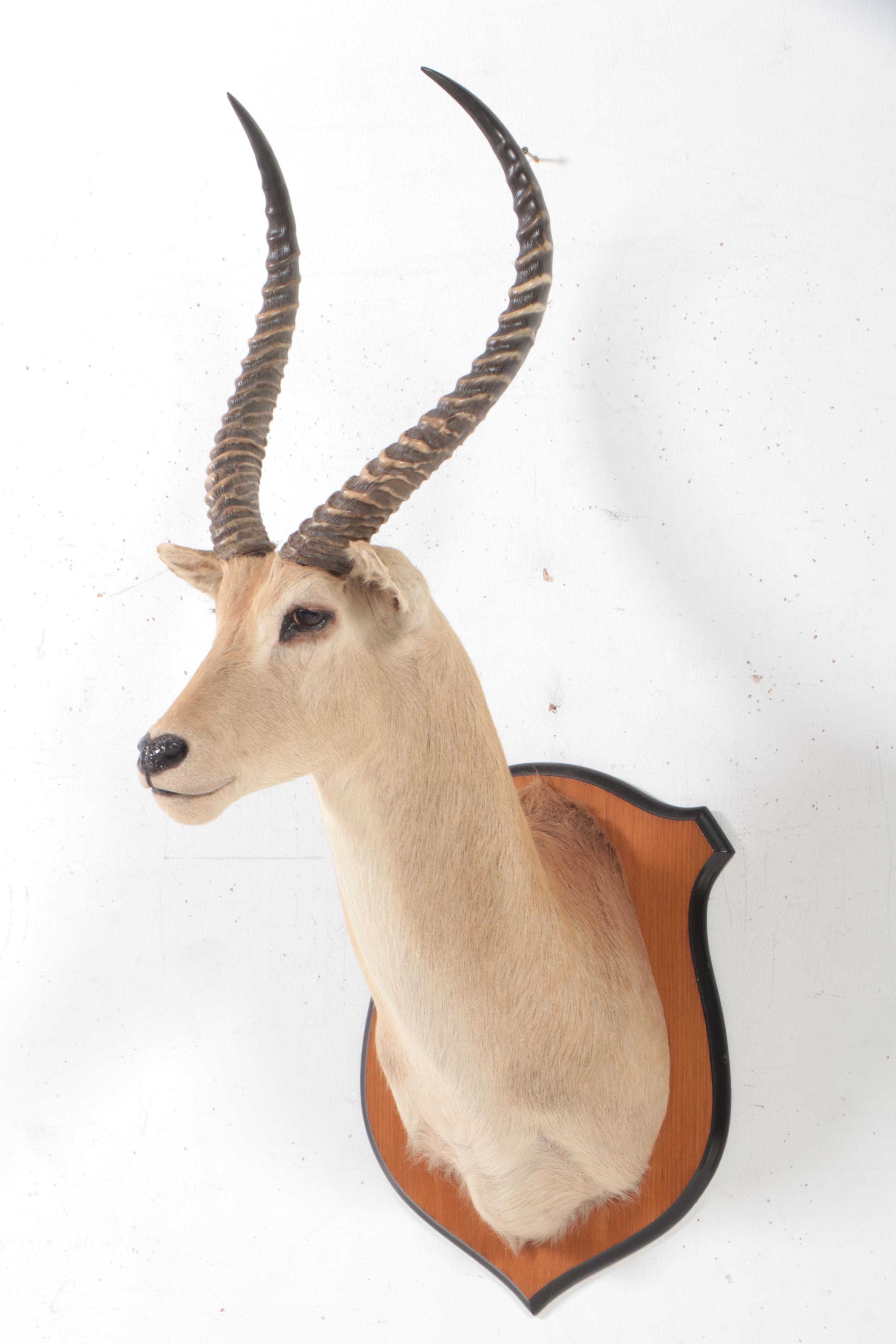 Taxidermy Common Lechwe Shoulder Mount