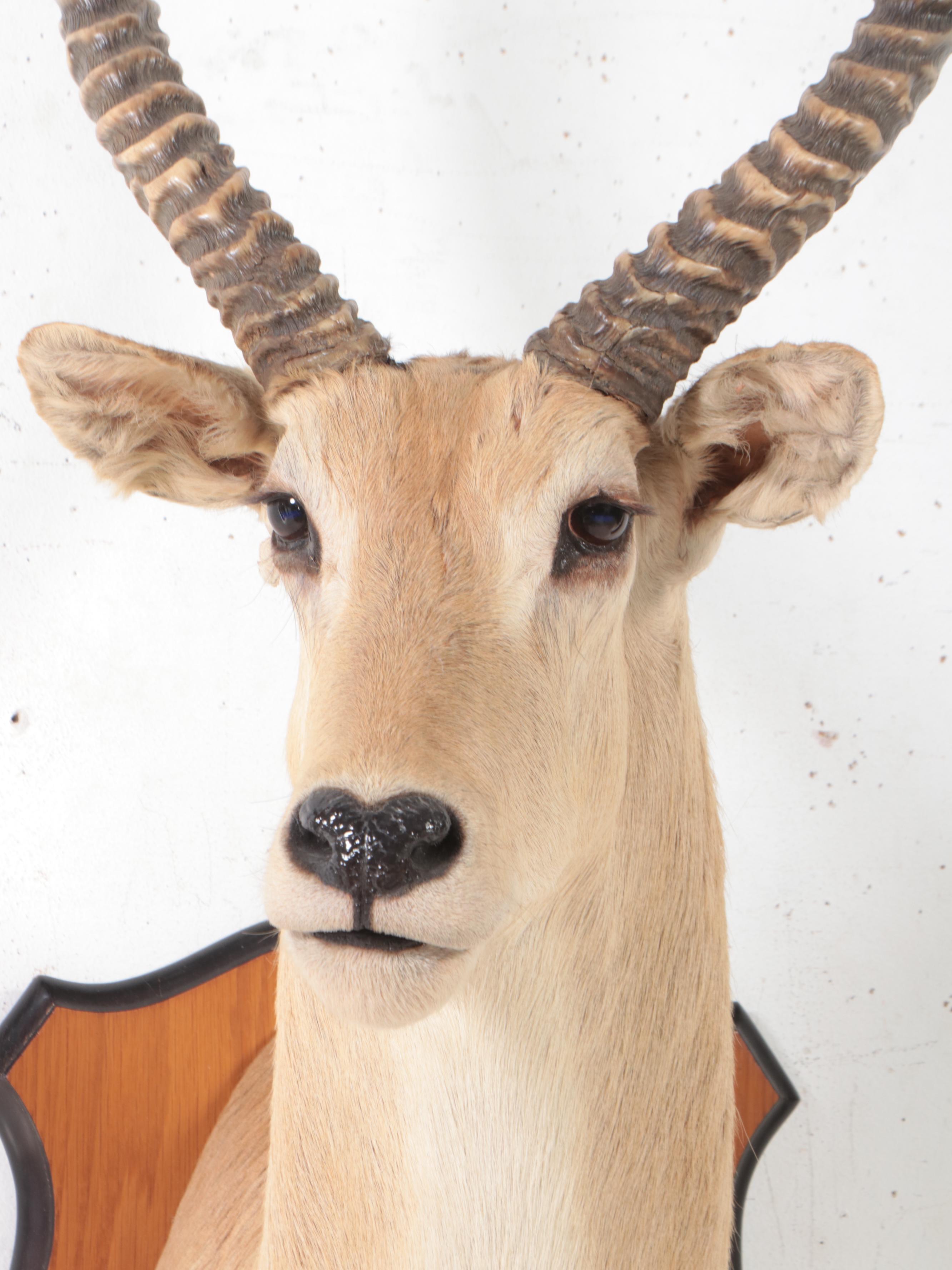 Taxidermy Common Lechwe Shoulder Mount