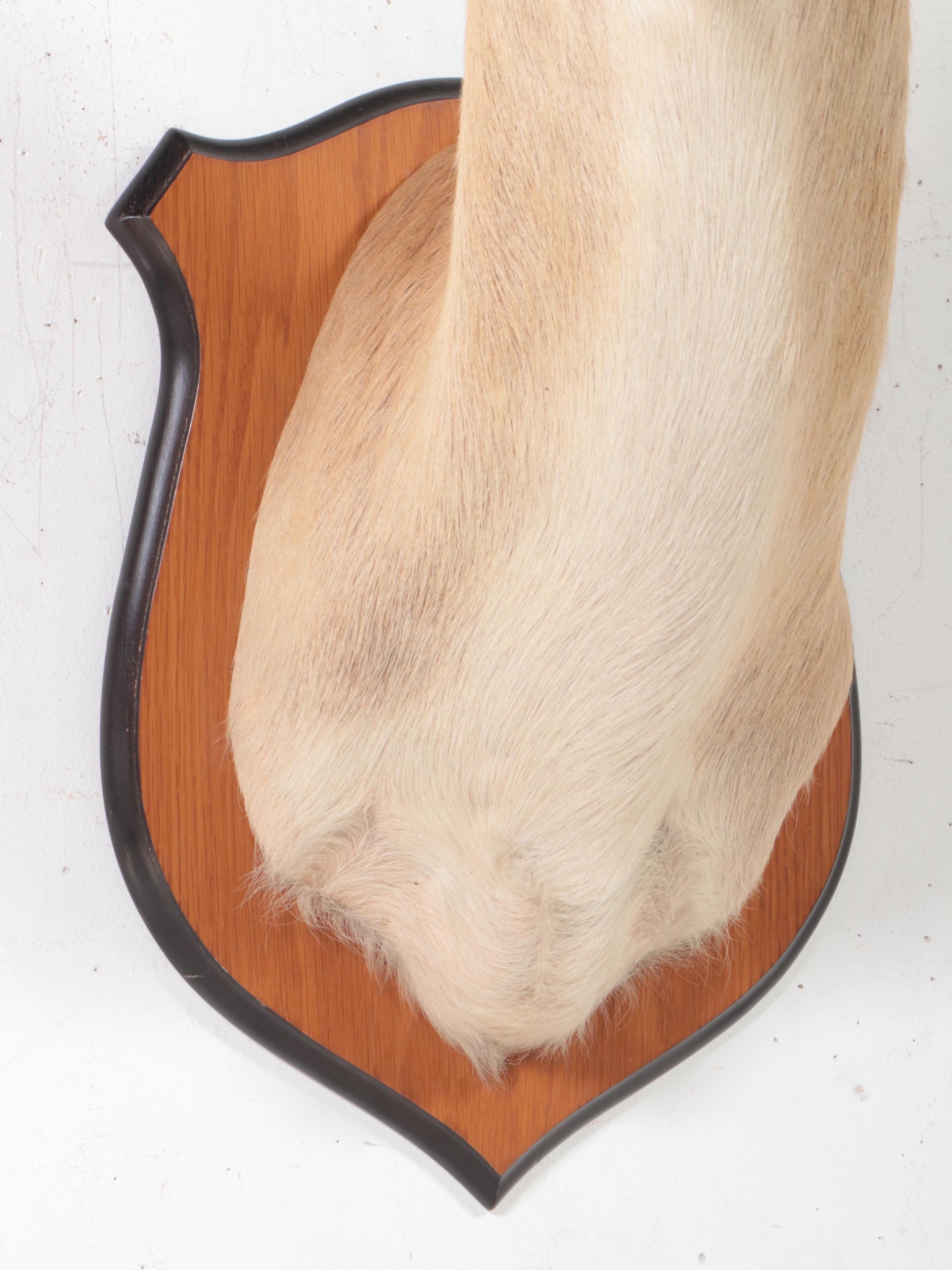 Taxidermy Common Lechwe Shoulder Mount