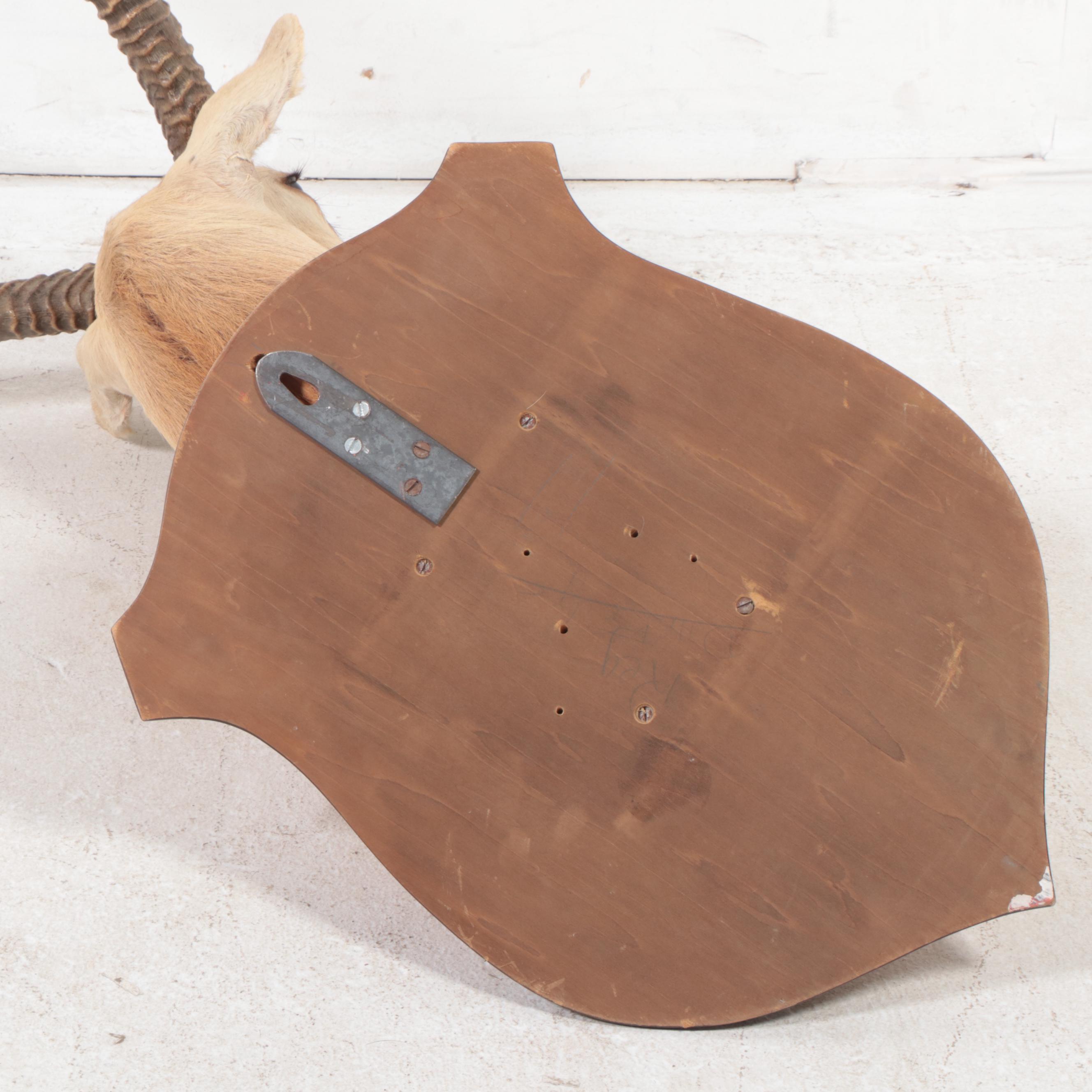 Taxidermy Common Lechwe Shoulder Mount