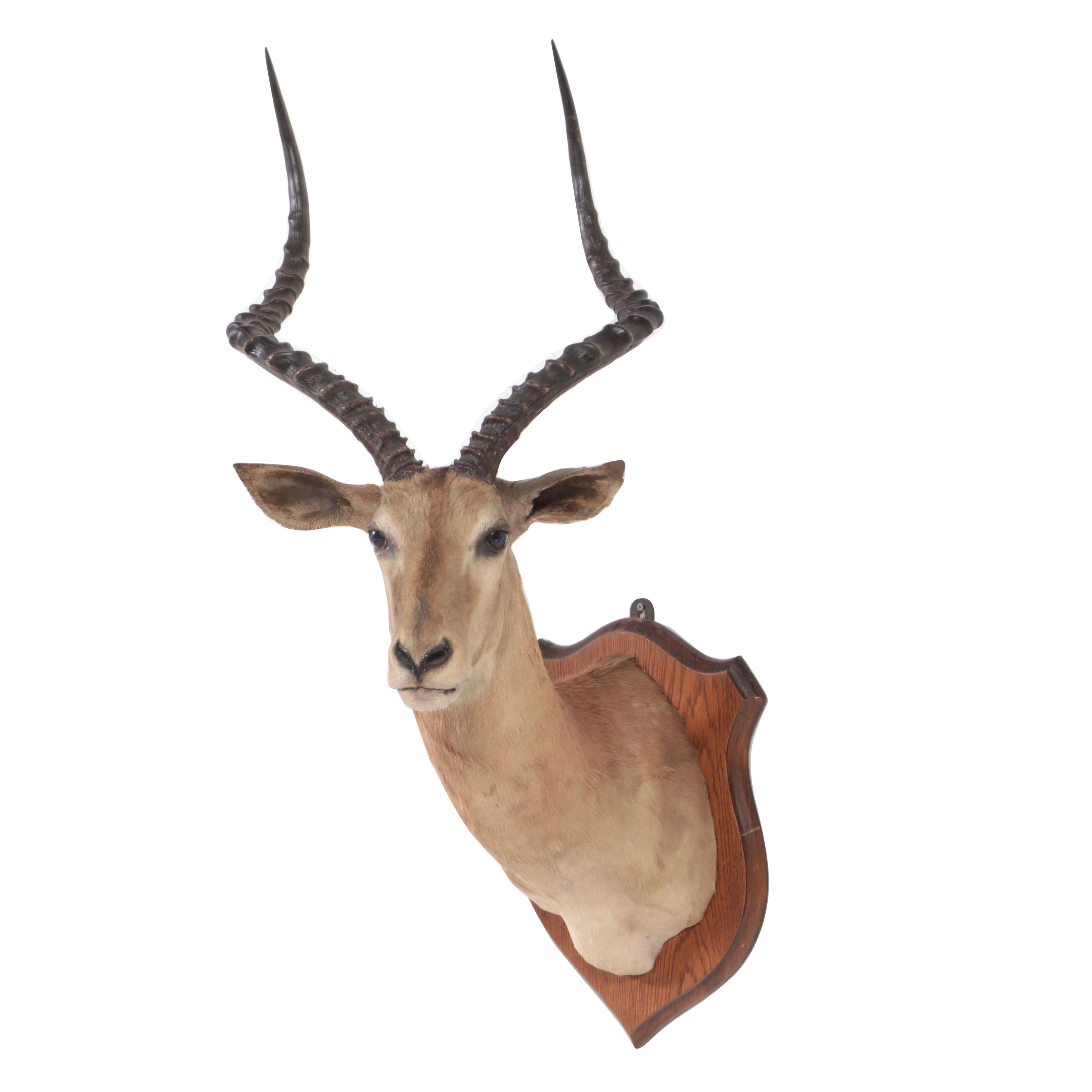 Taxidermy Impala Shoulder Mount