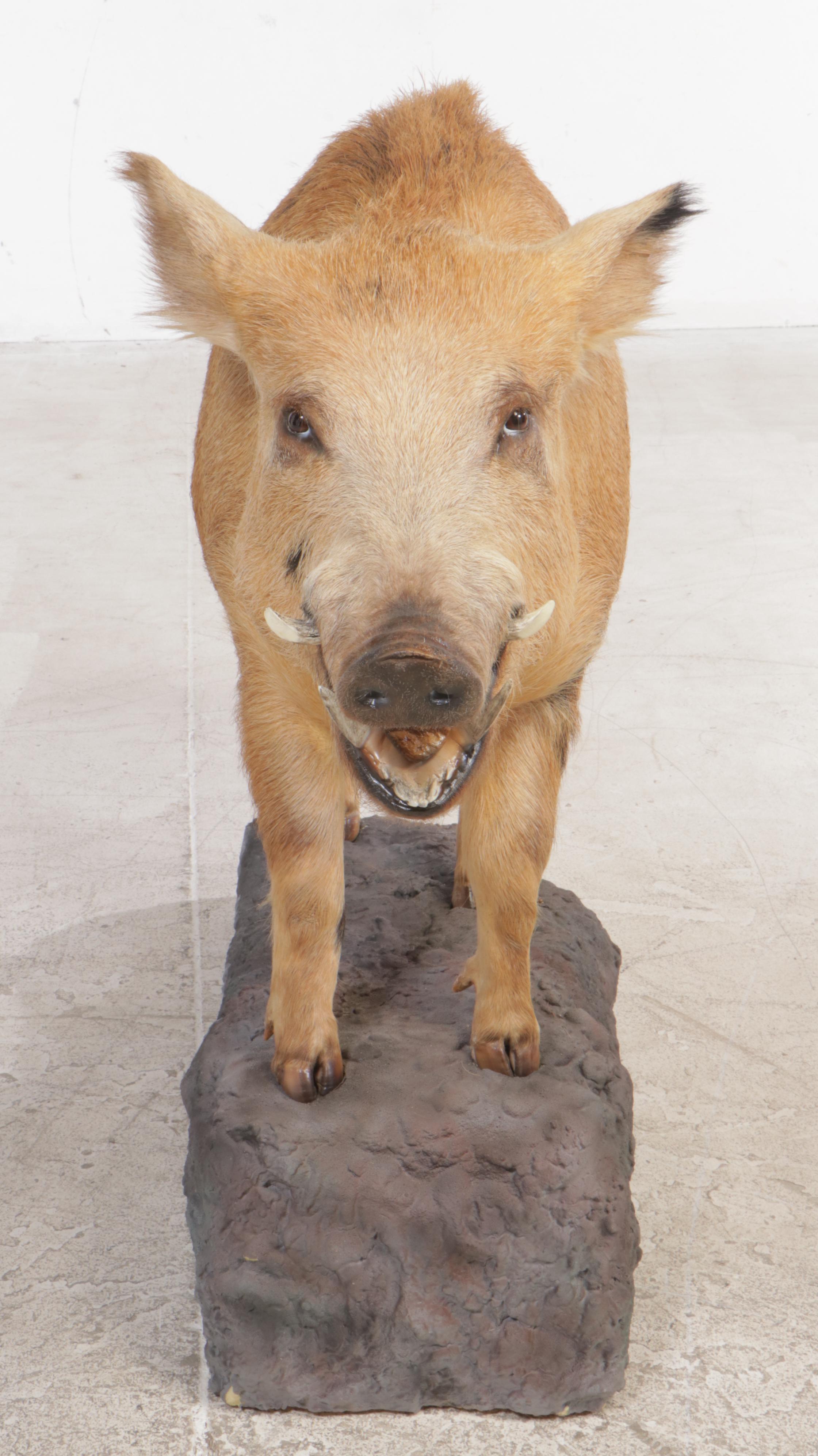 Taxidermy Spotted Feral Pig Full Body Mount