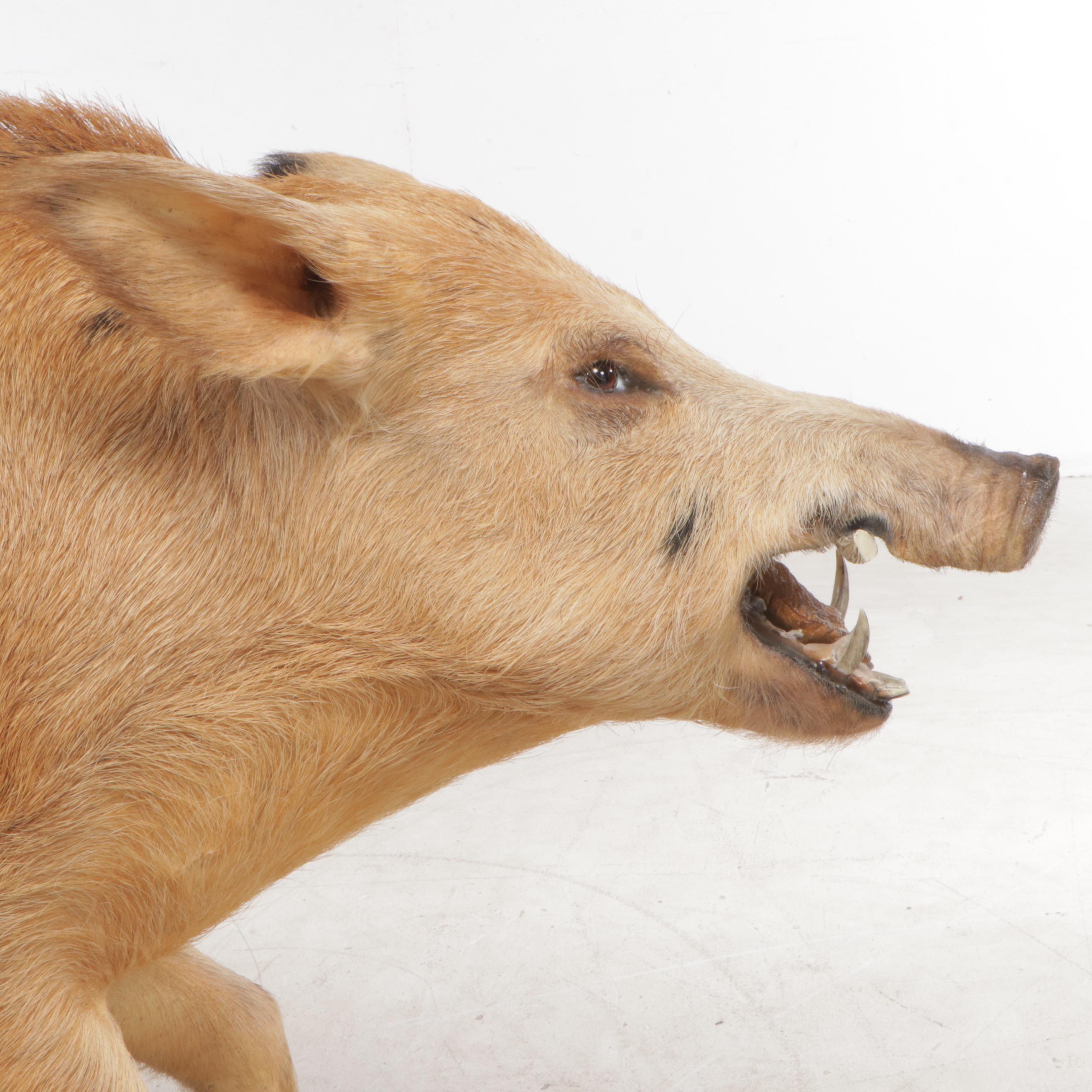 Taxidermy Spotted Feral Pig Full Body Mount